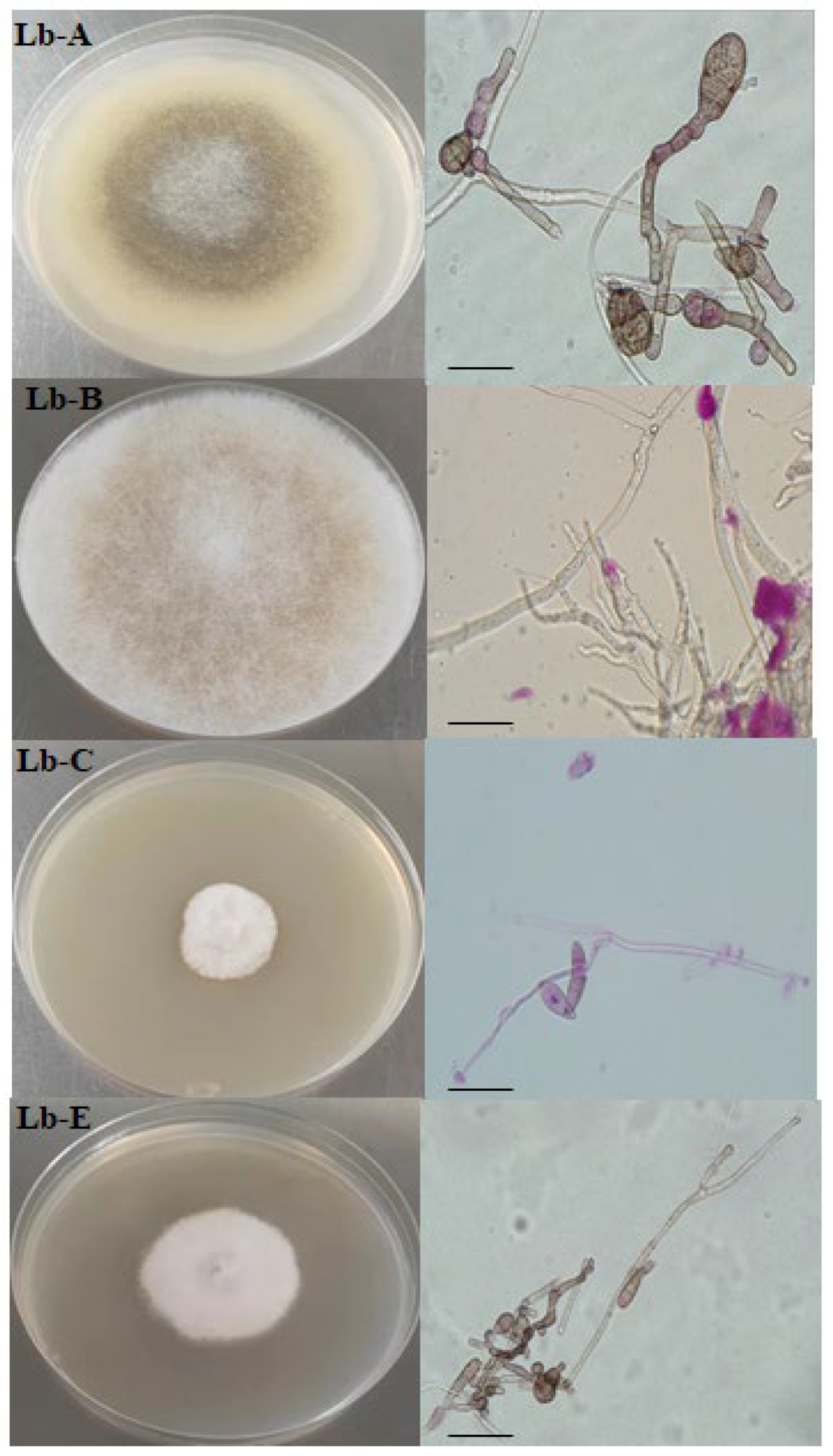 Preprints 180807 g001