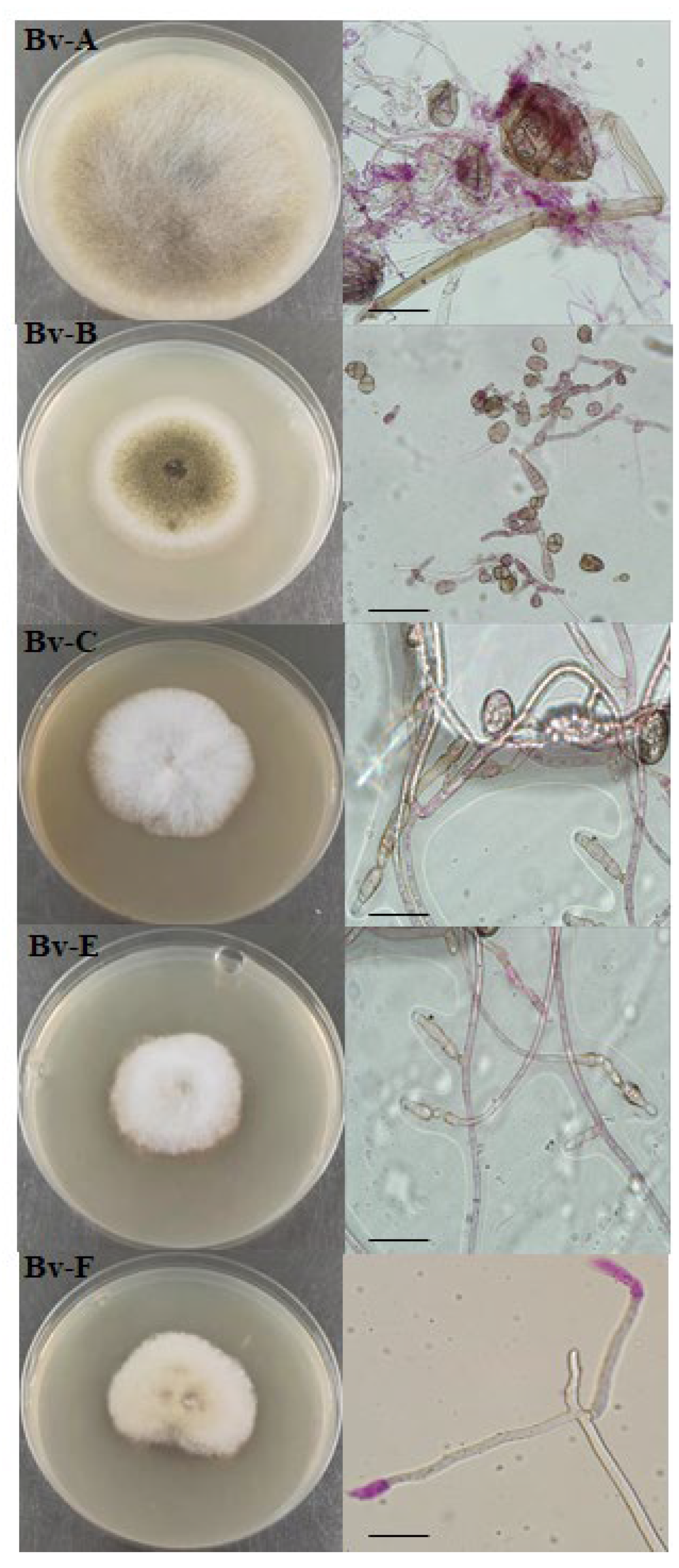 Preprints 180807 g004