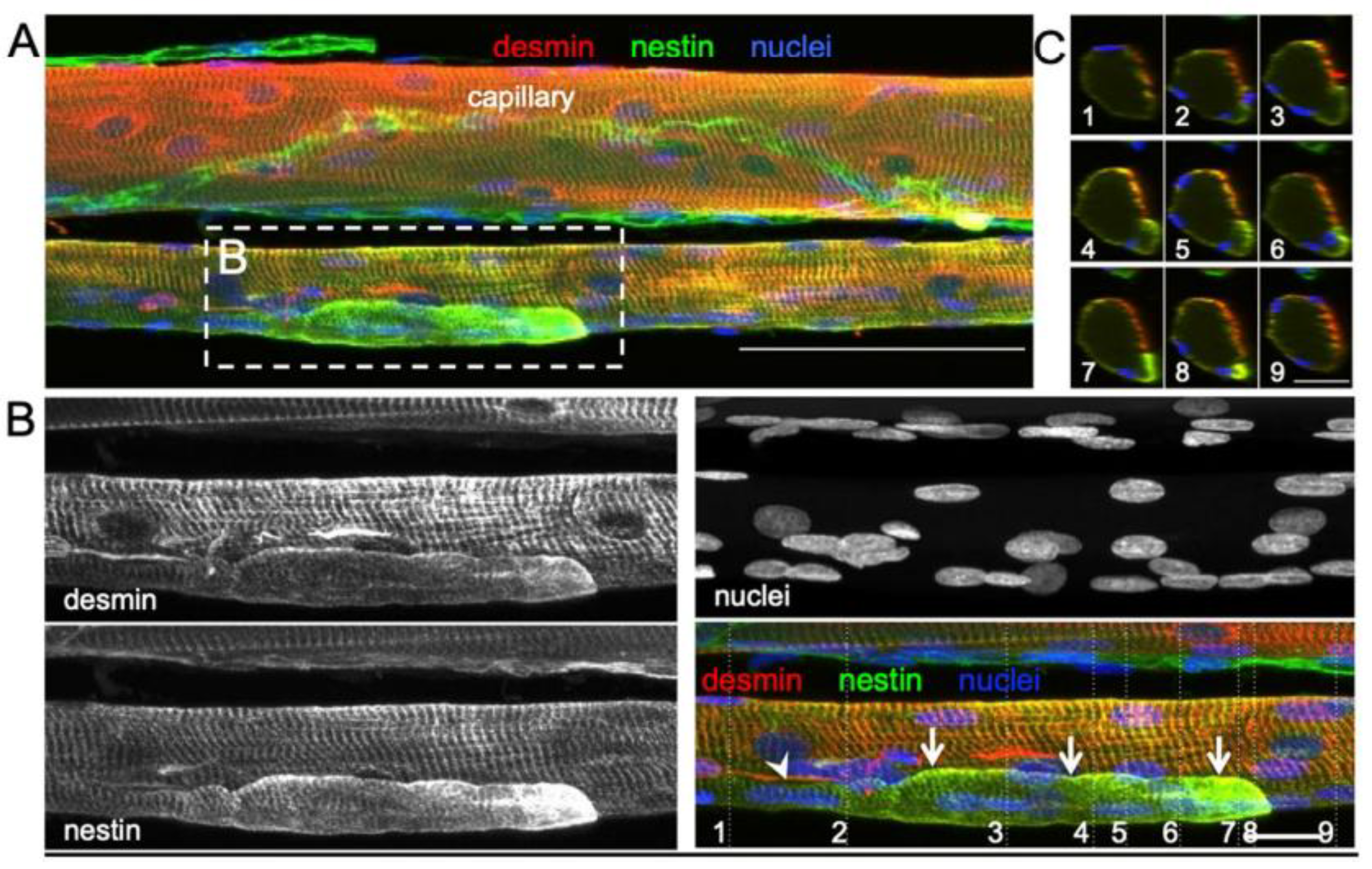 Preprints 190150 g004