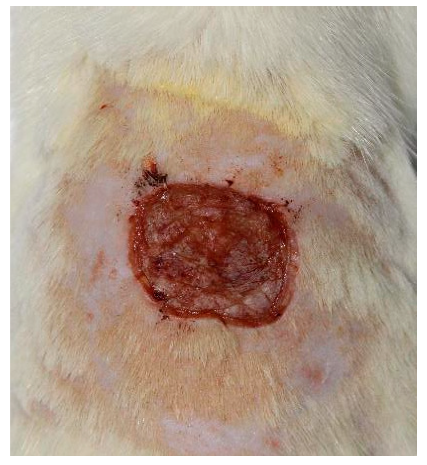 Preprints 92423 g001