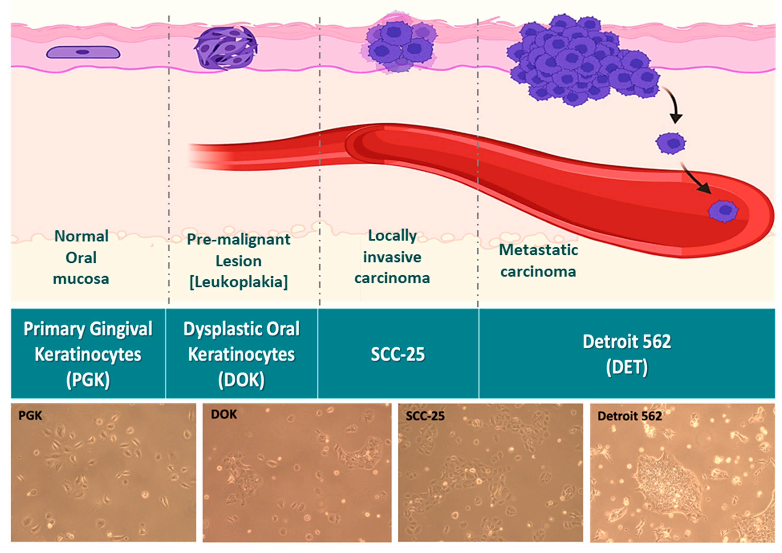 Preprints 141612 g001