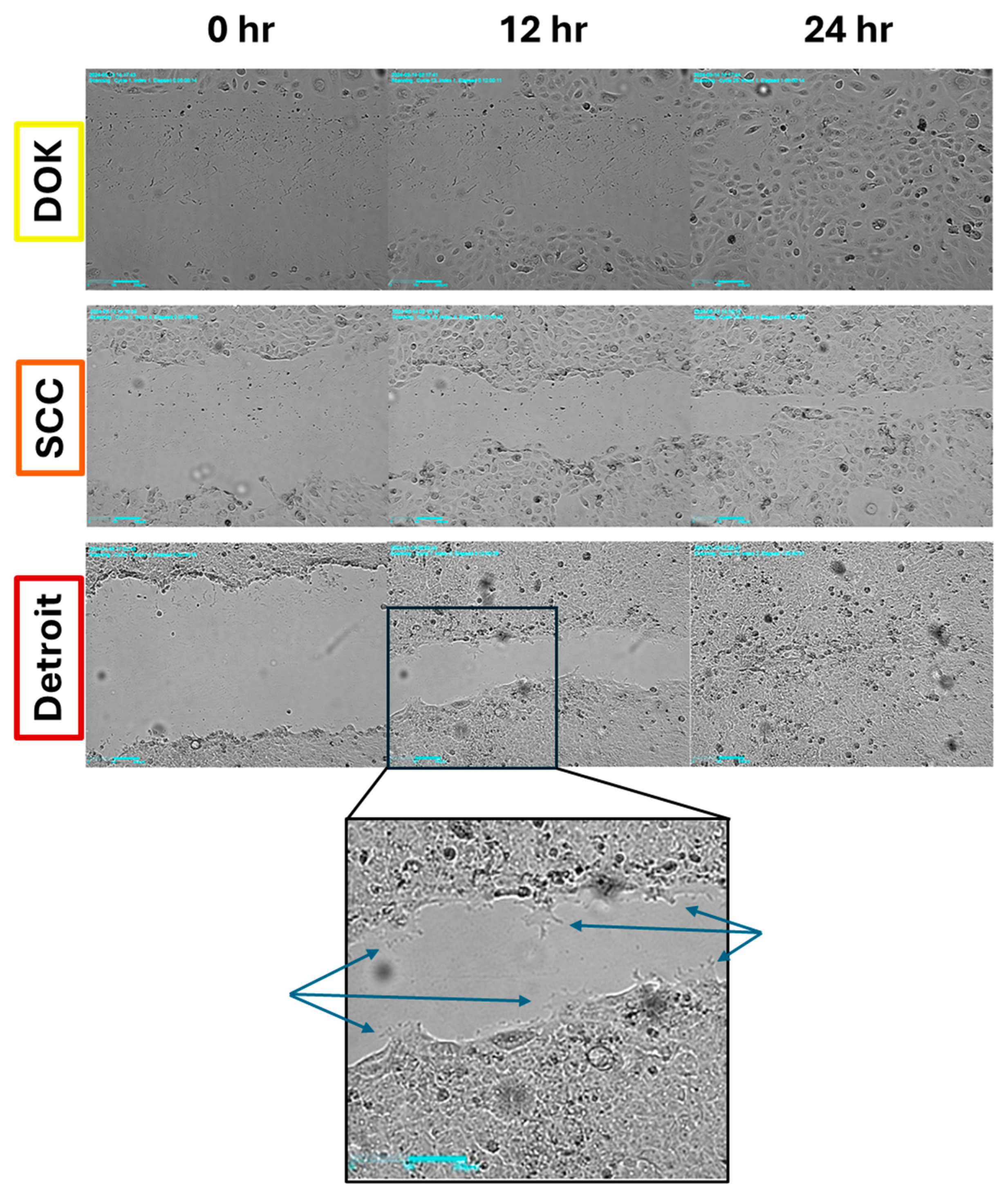 Preprints 141612 g003
