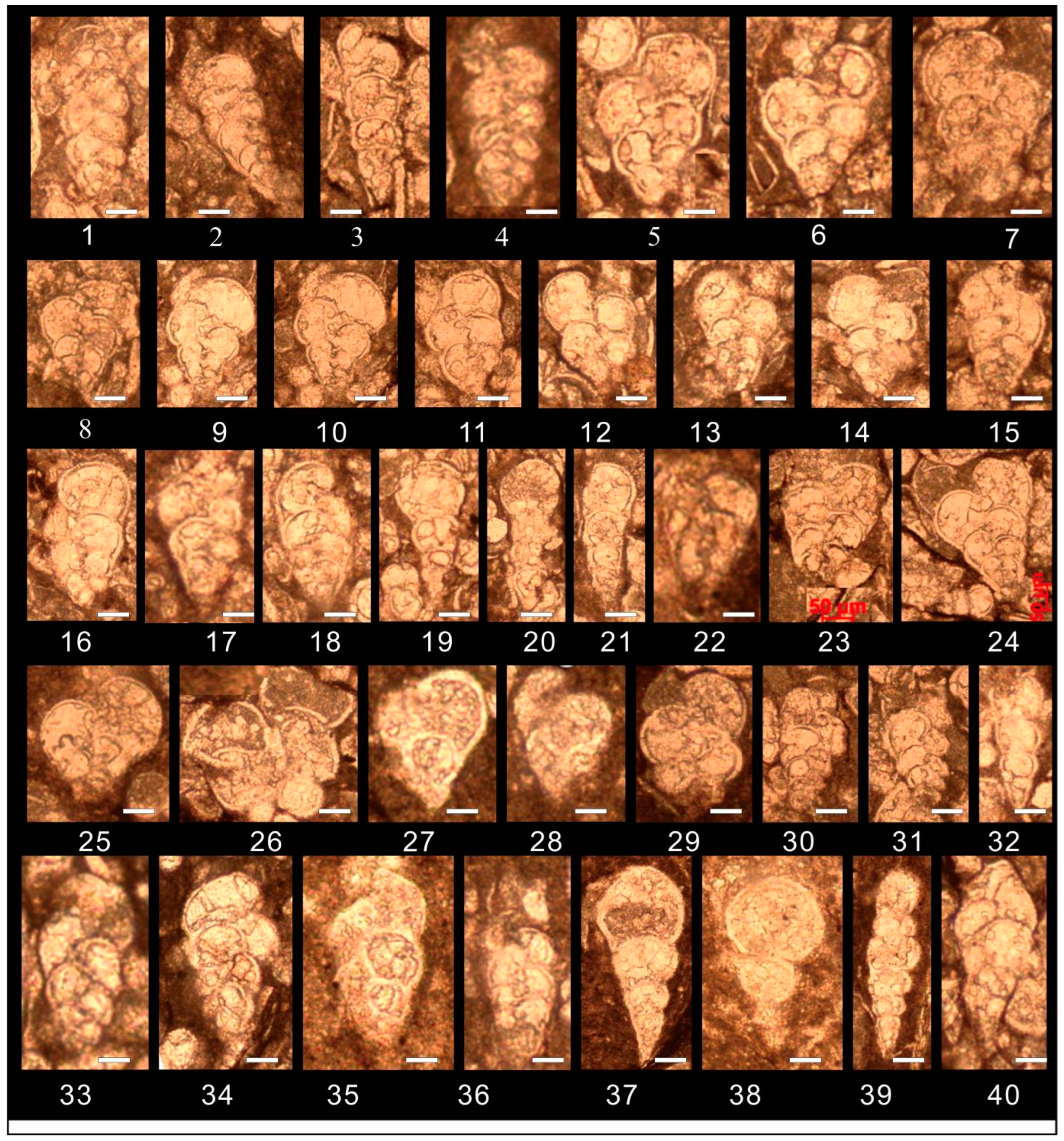 Preprints 156247 g004