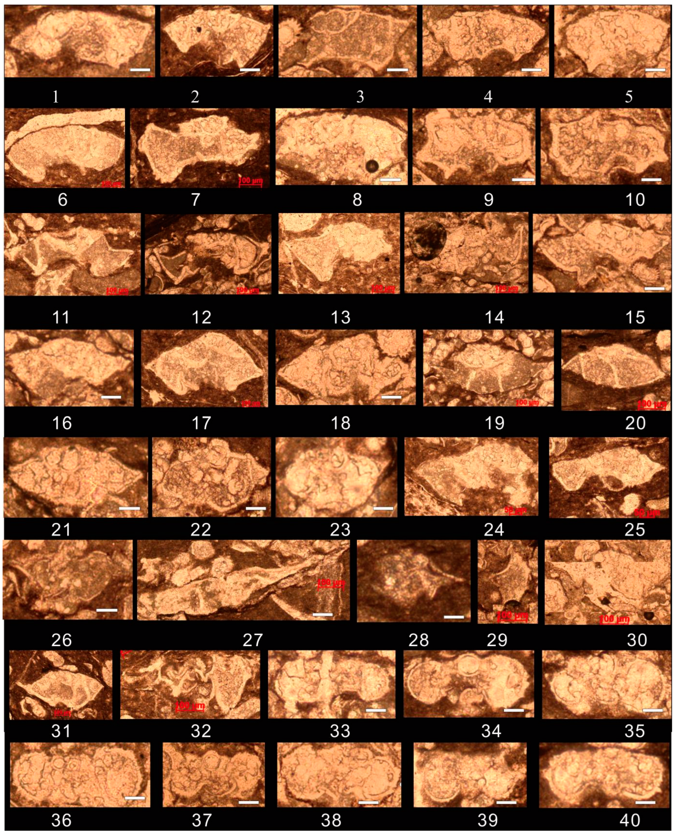 Preprints 156247 g006
