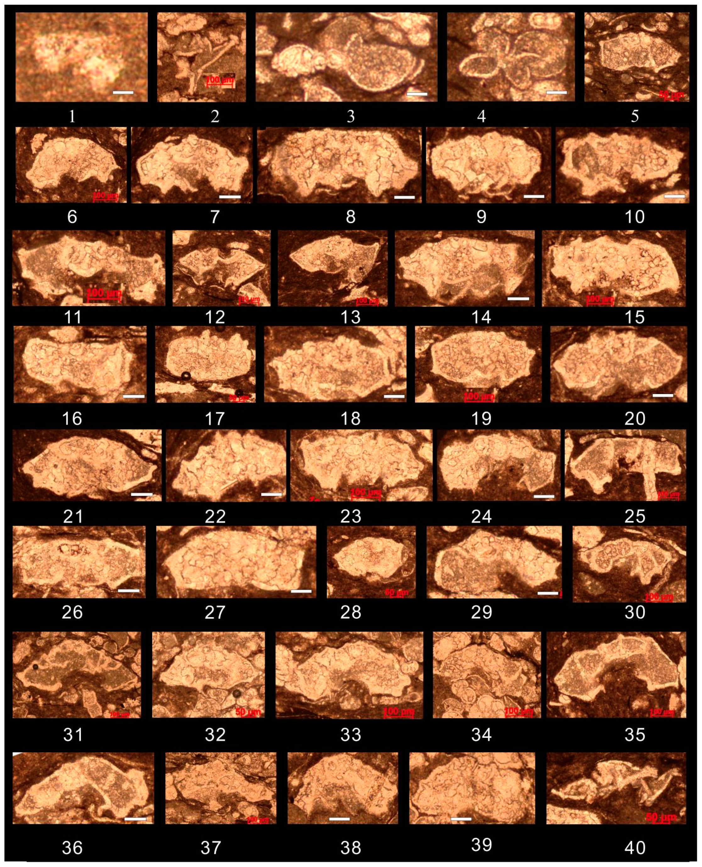 Preprints 156247 g007