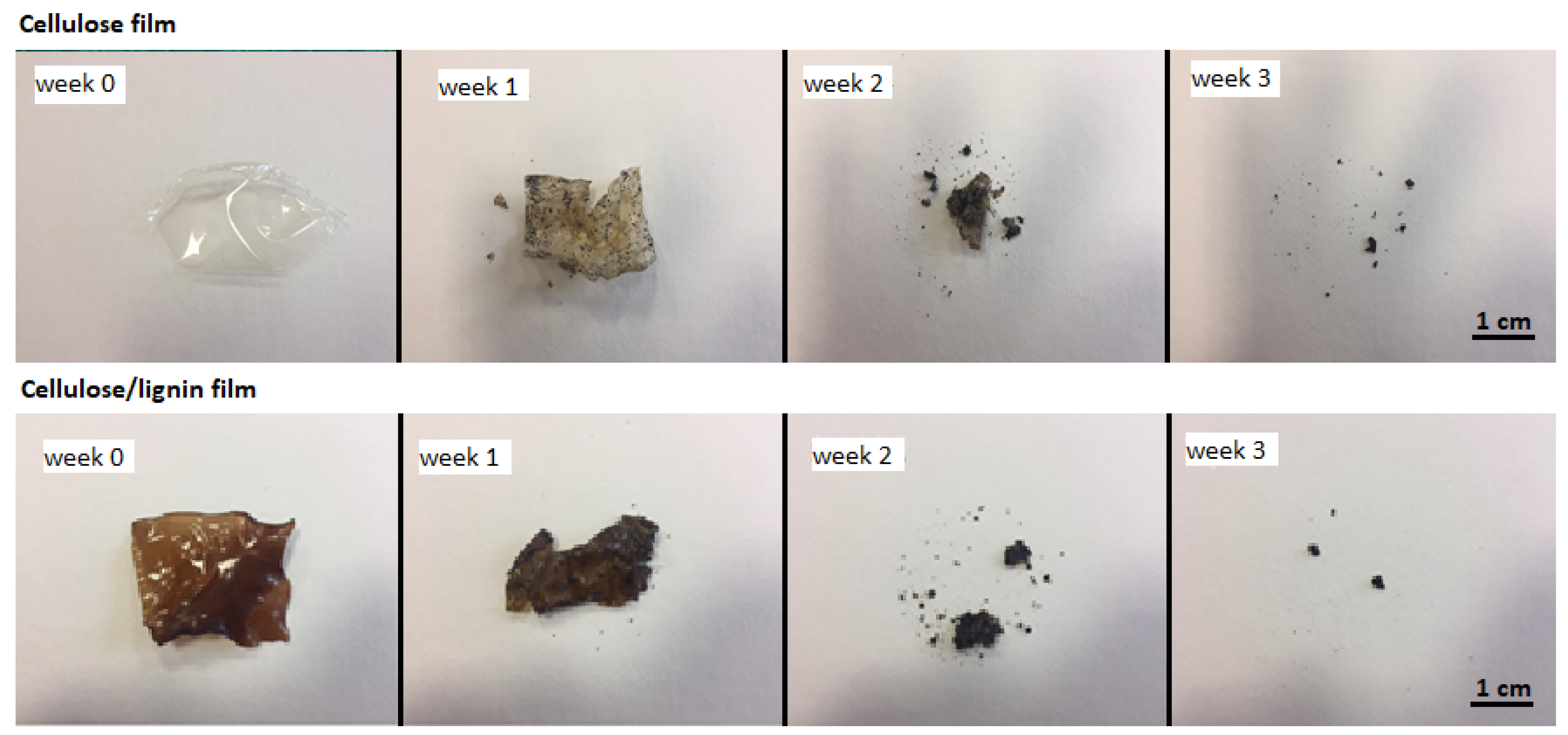 Preprints 188688 g003