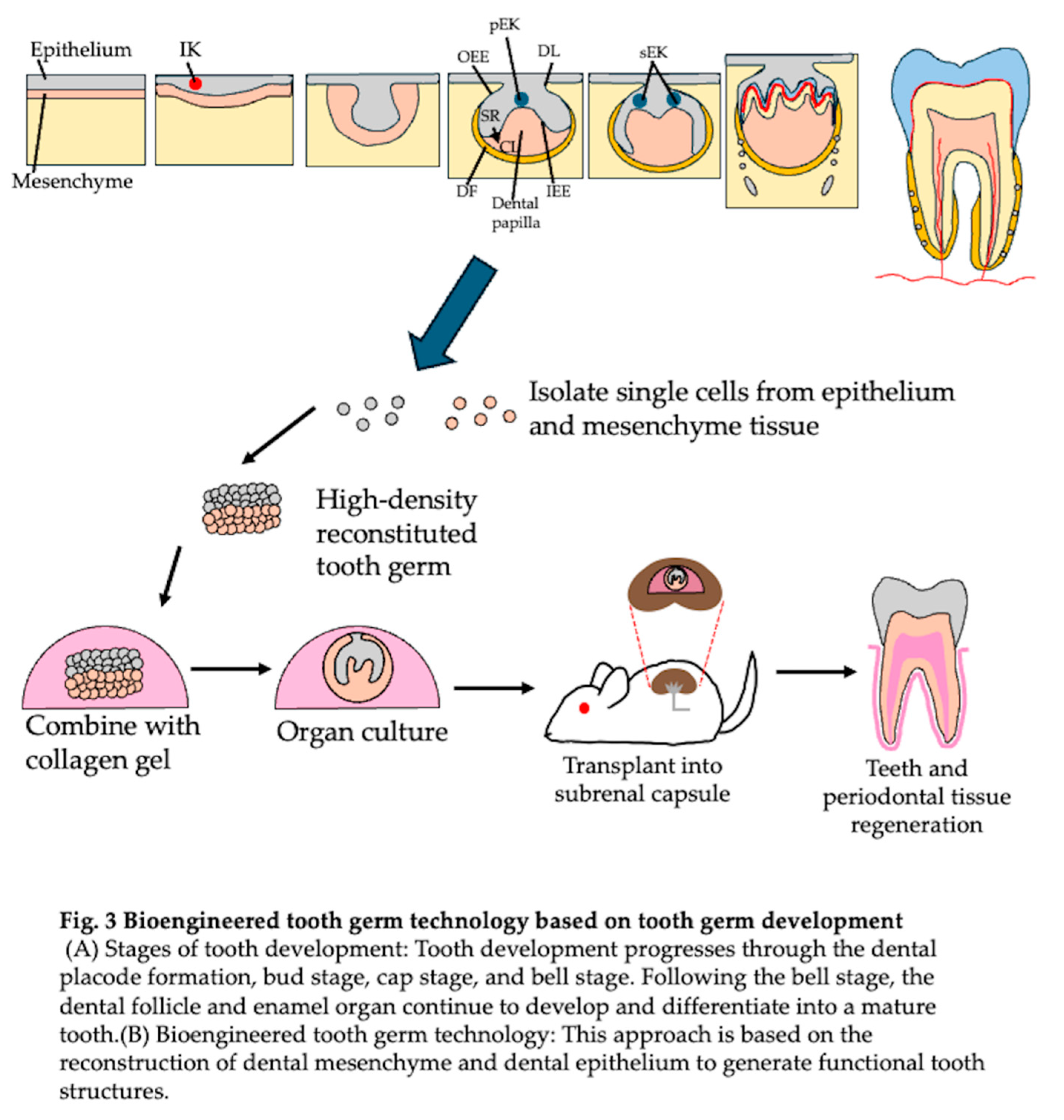 Preprints 148323 i003
