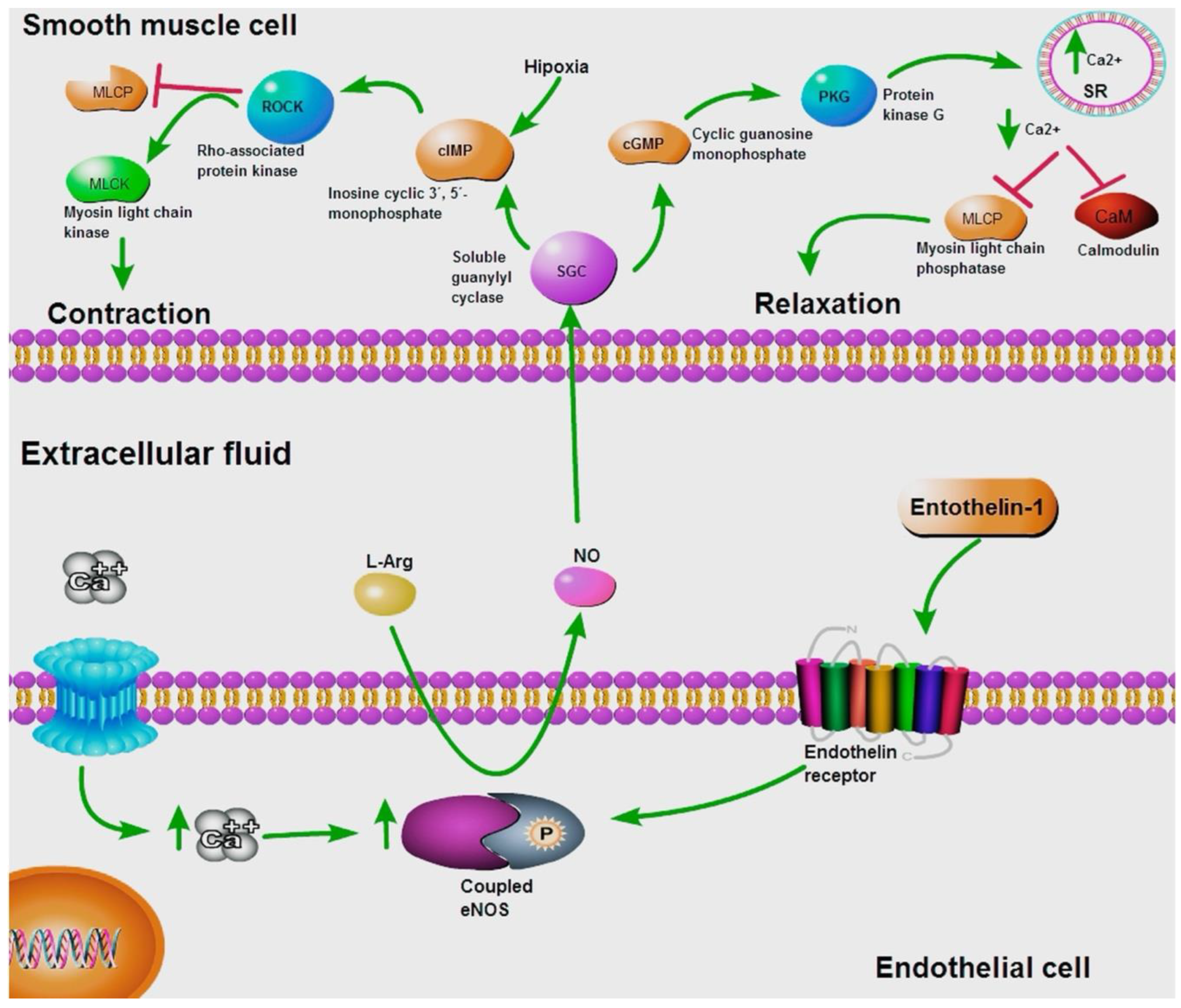 Preprints 193665 g002