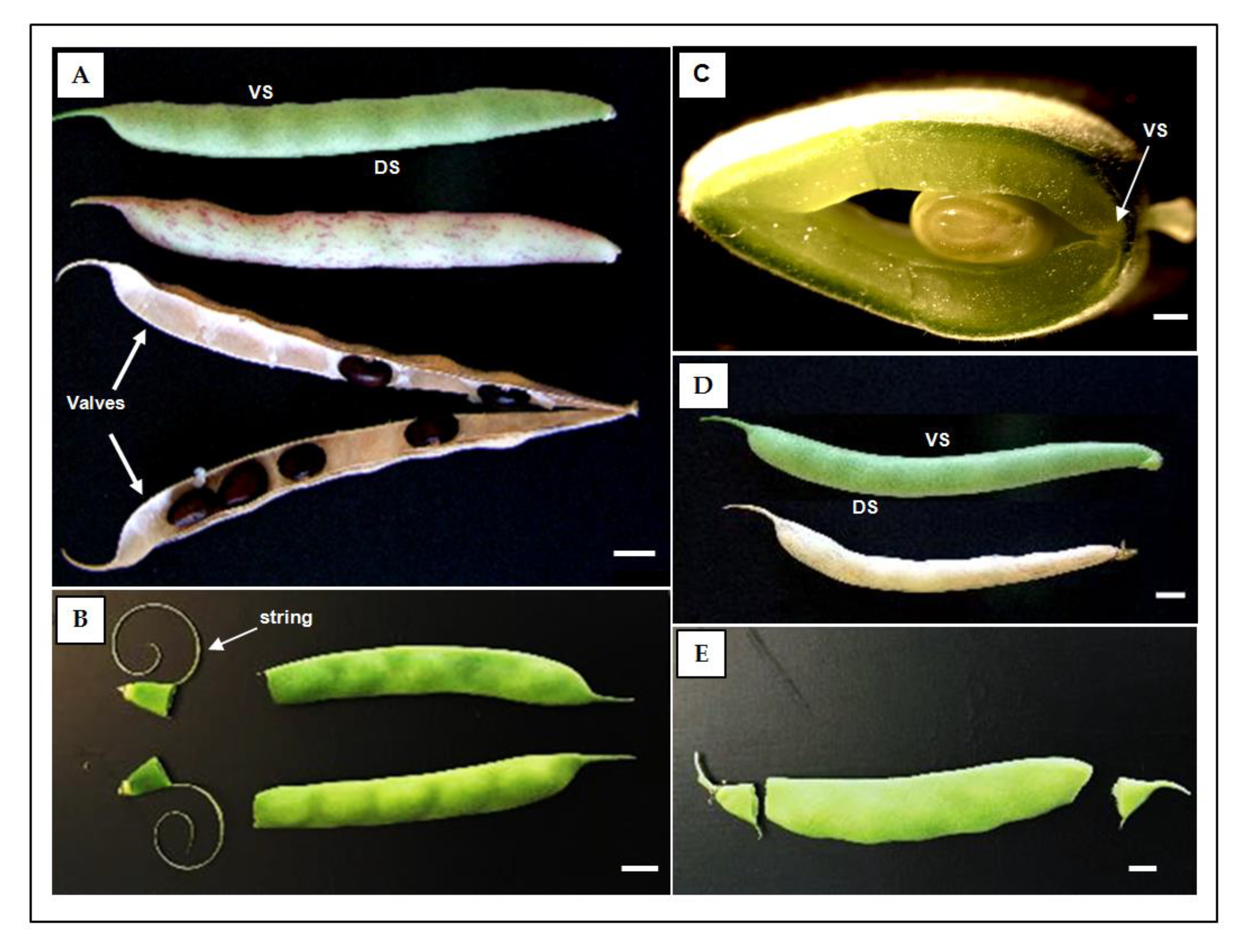 Preprints 73516 g001a