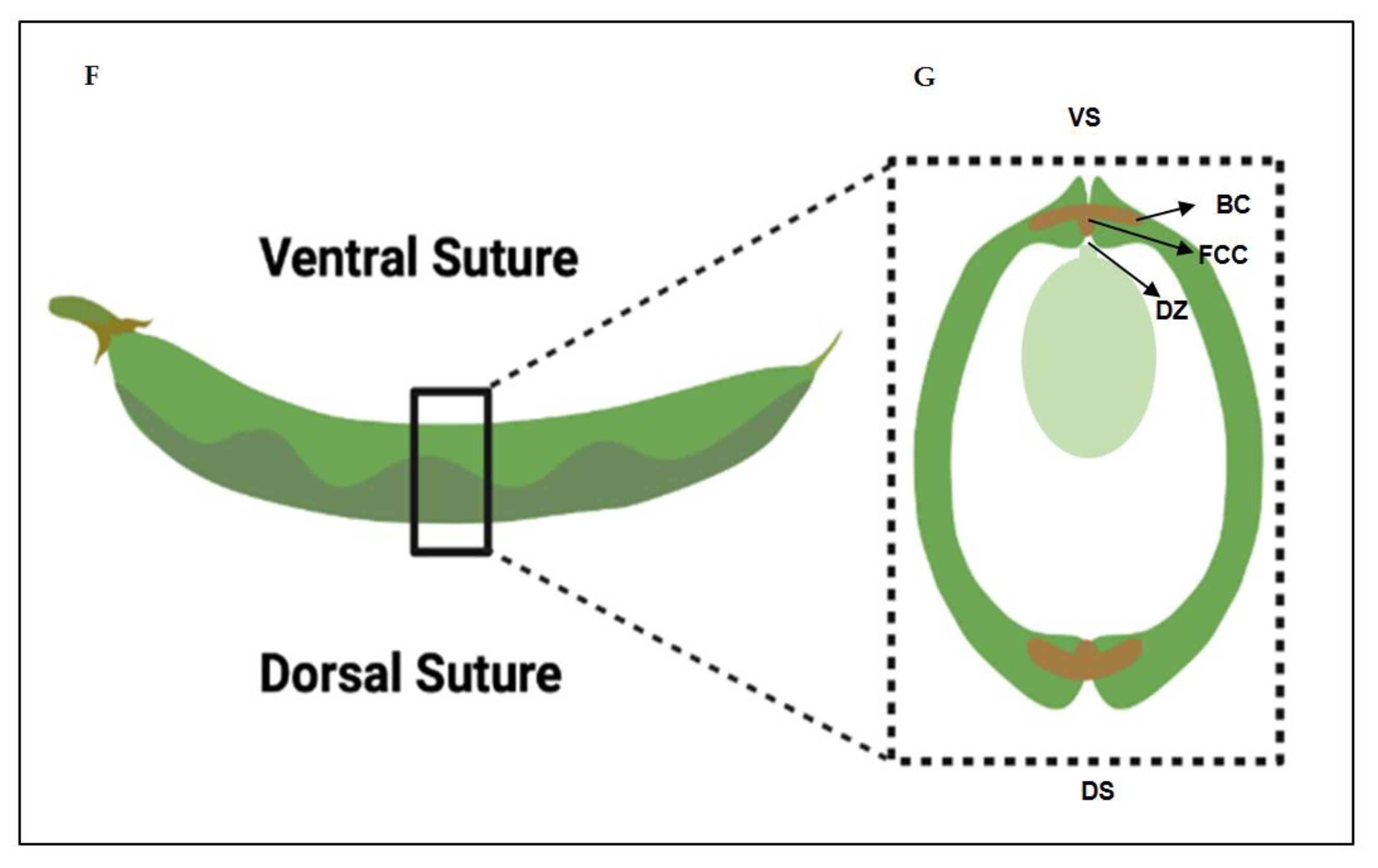 Preprints 73516 g001b