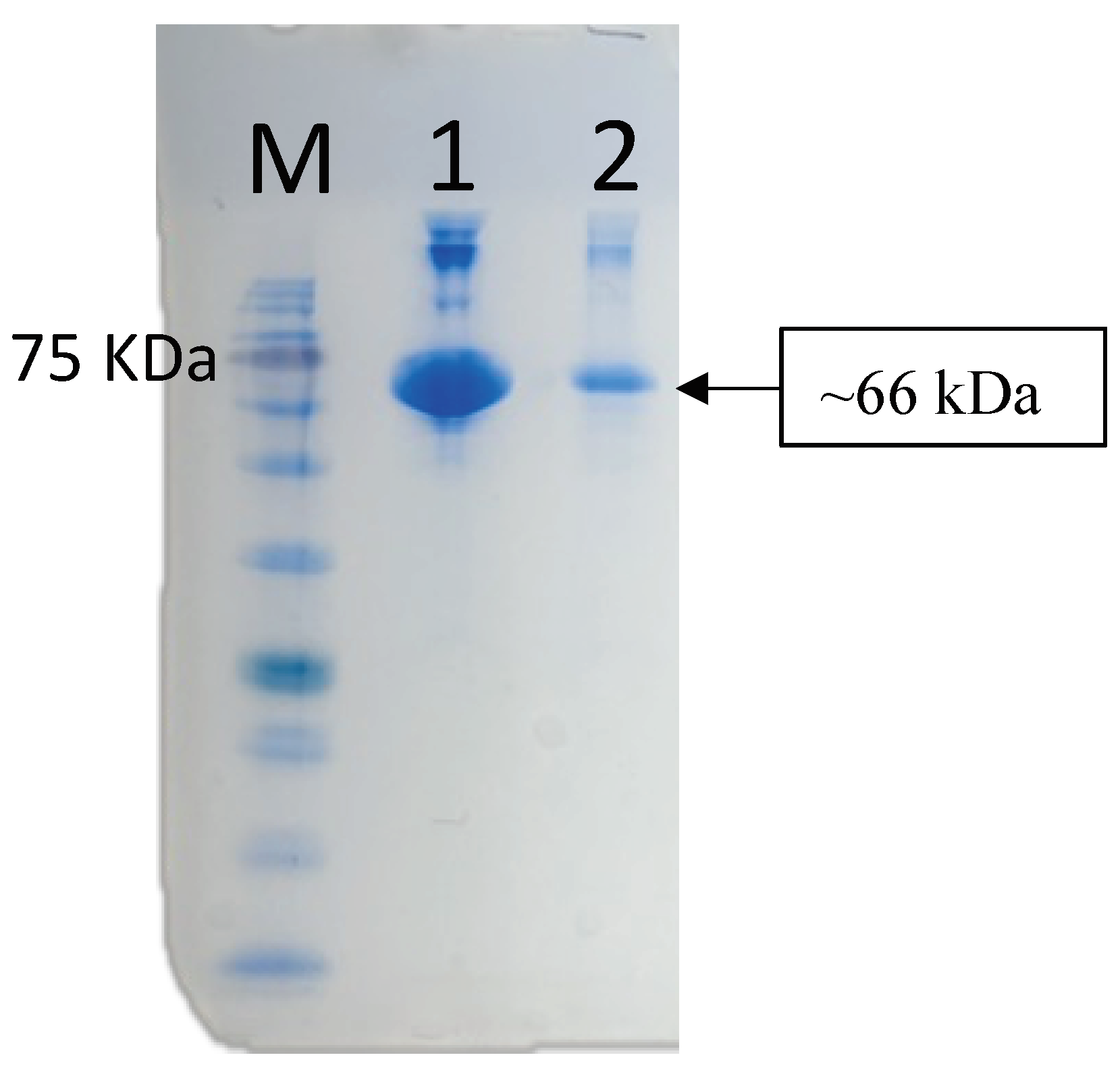 Preprints 150709 g006