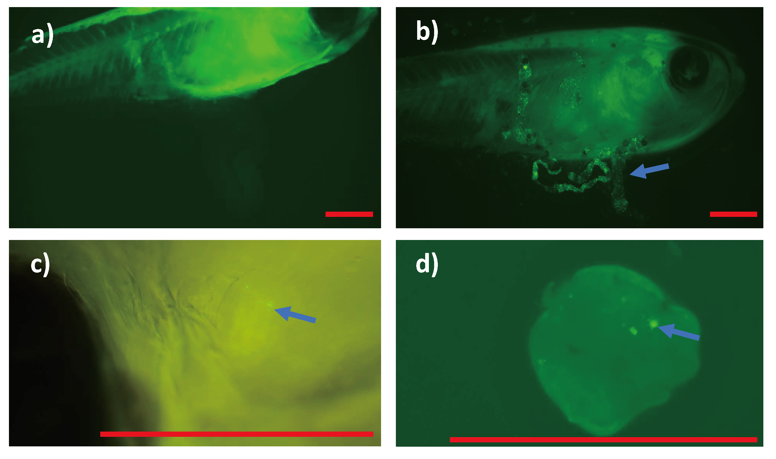 Preprints 150709 g007