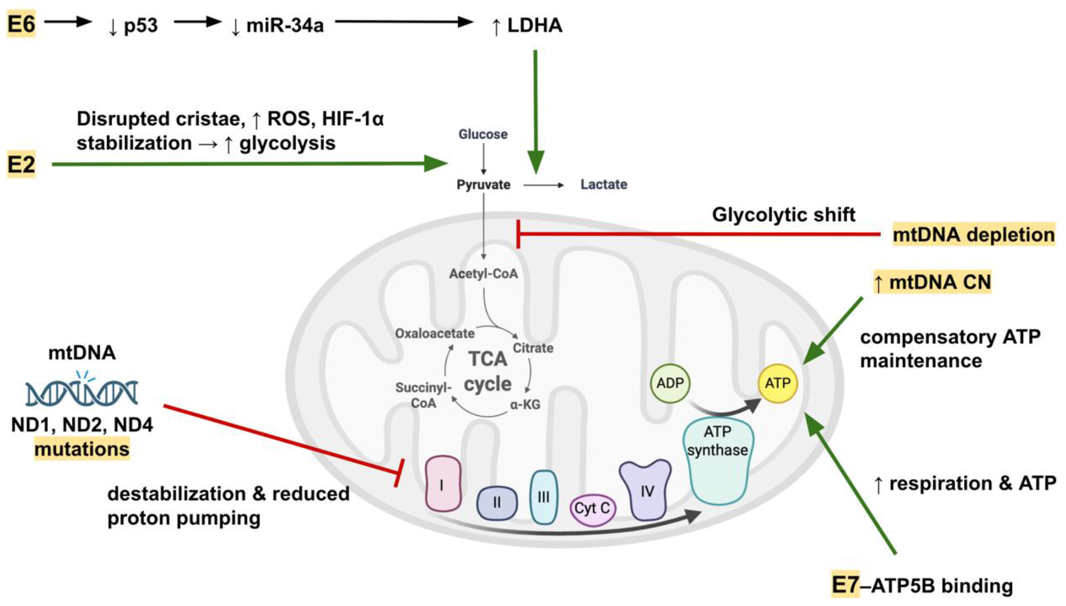 Preprints 176062 g002