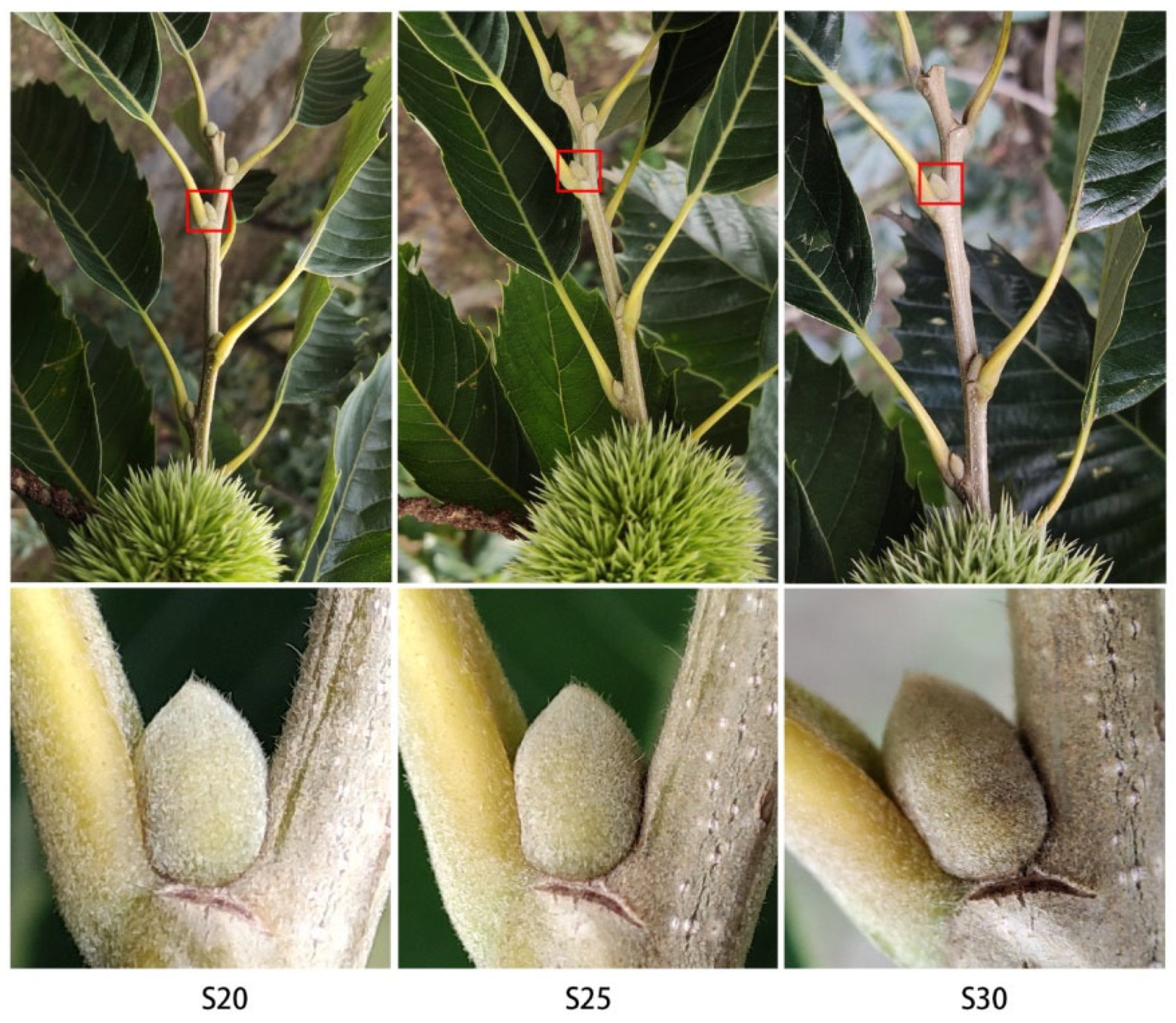 Preprints 67029 g001