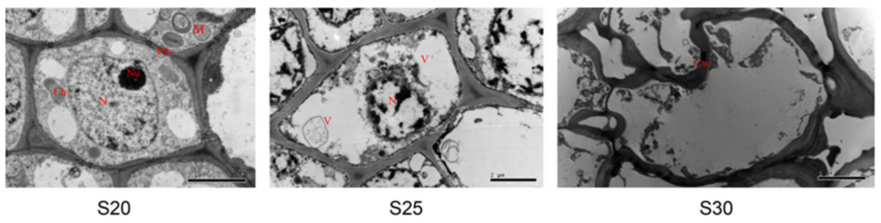 Preprints 67029 g002