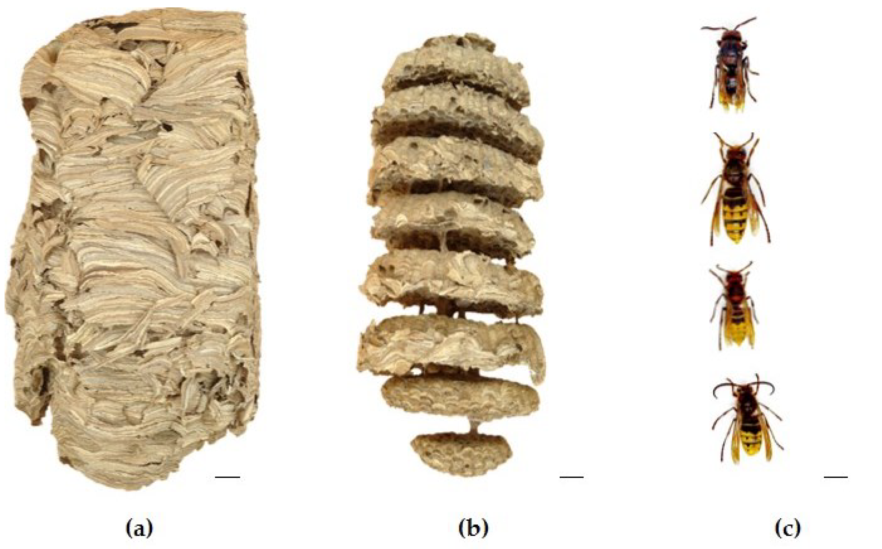 Preprints 100517 g001