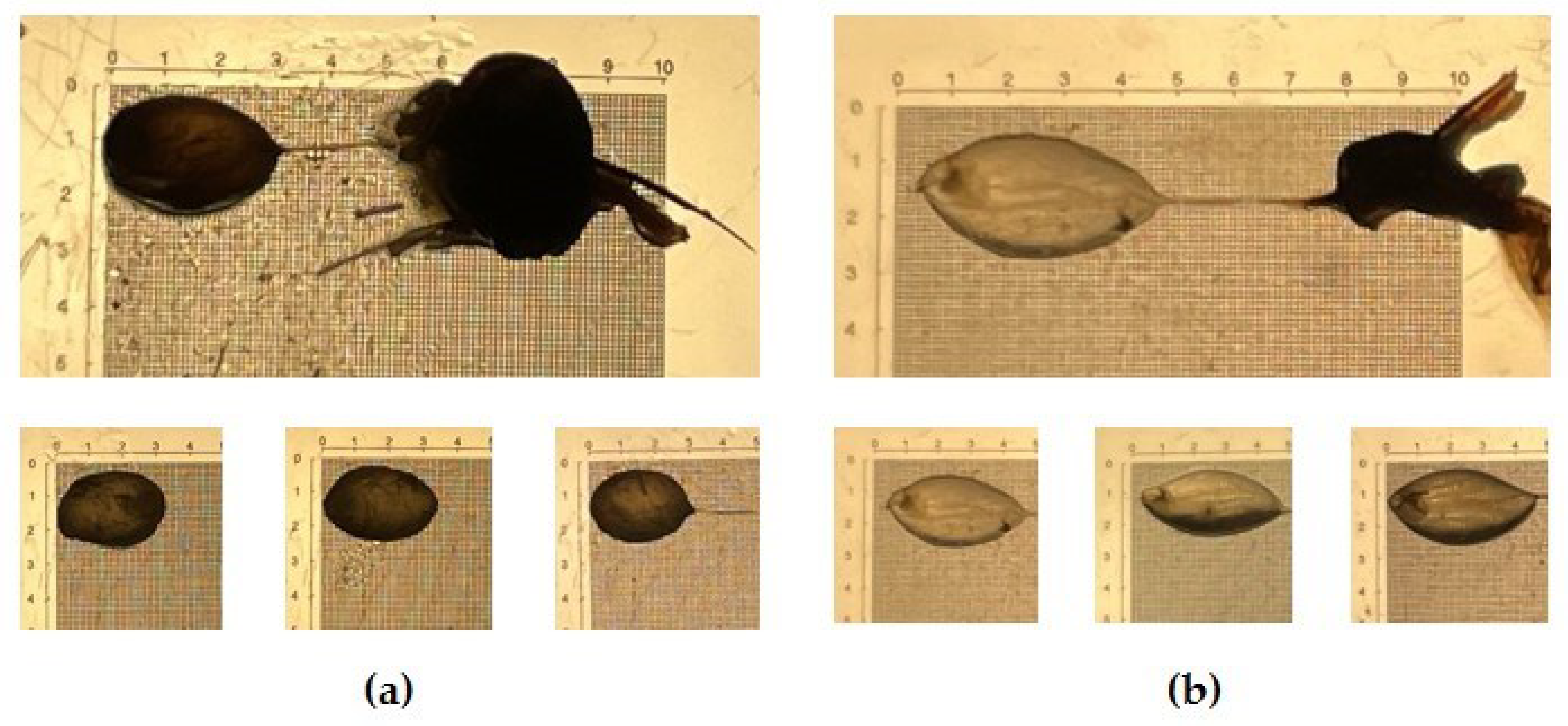 Preprints 100517 g002