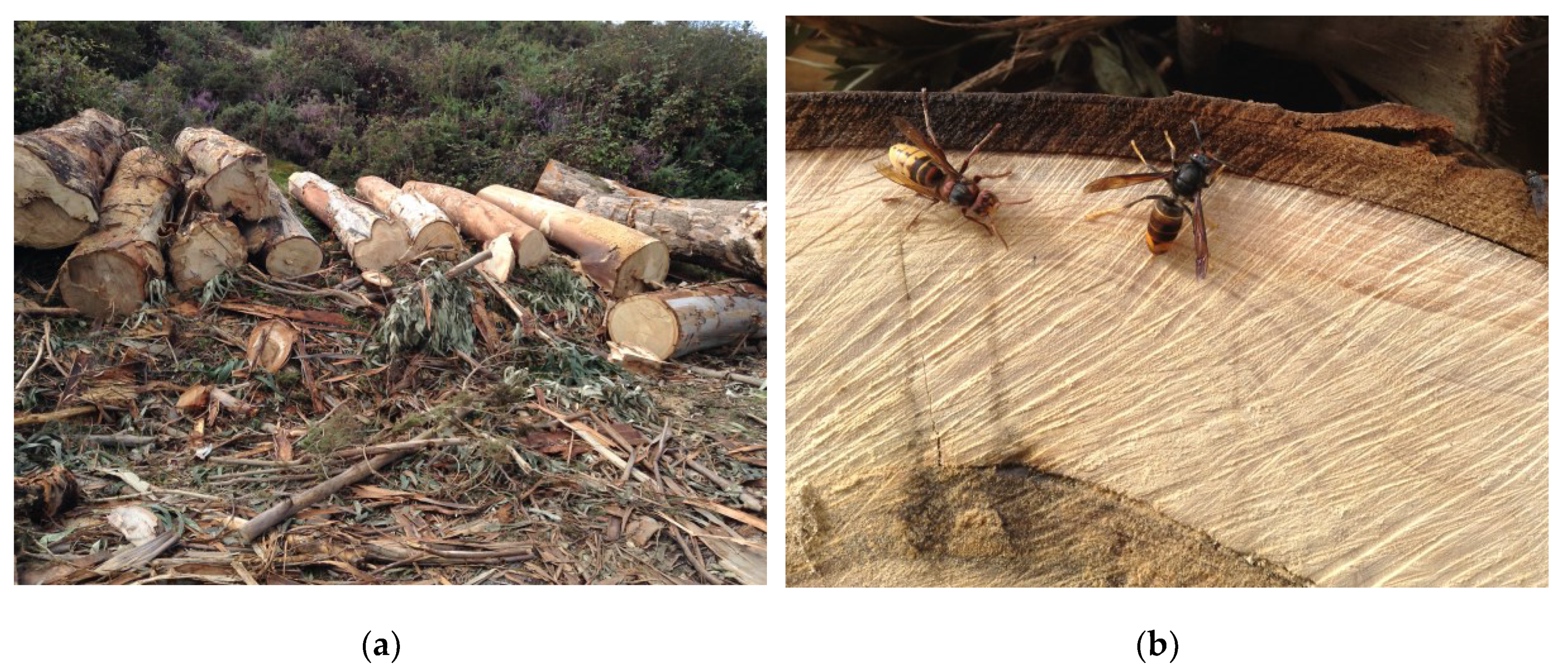 Preprints 100517 g009