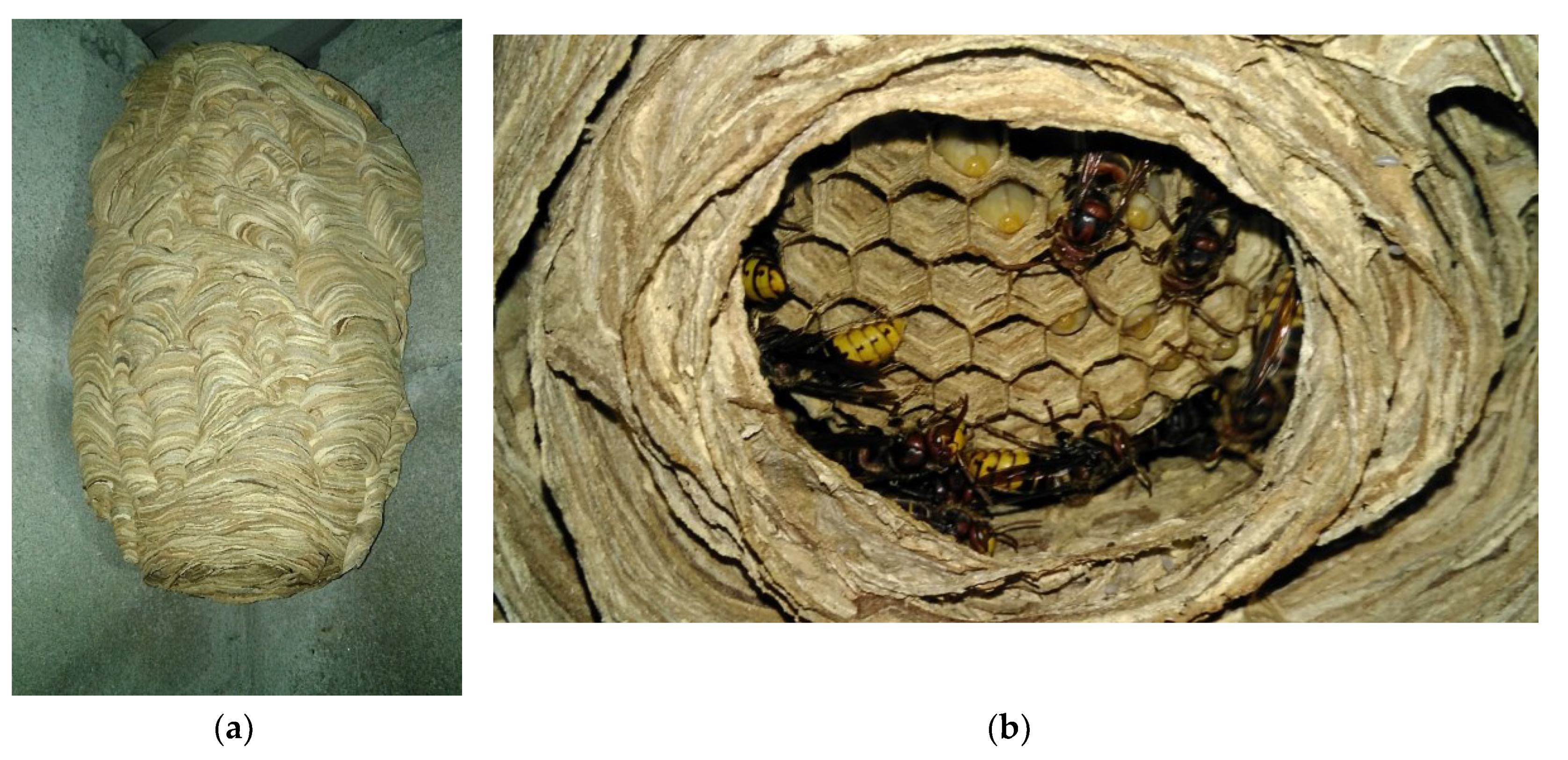 Preprints 100517 g010