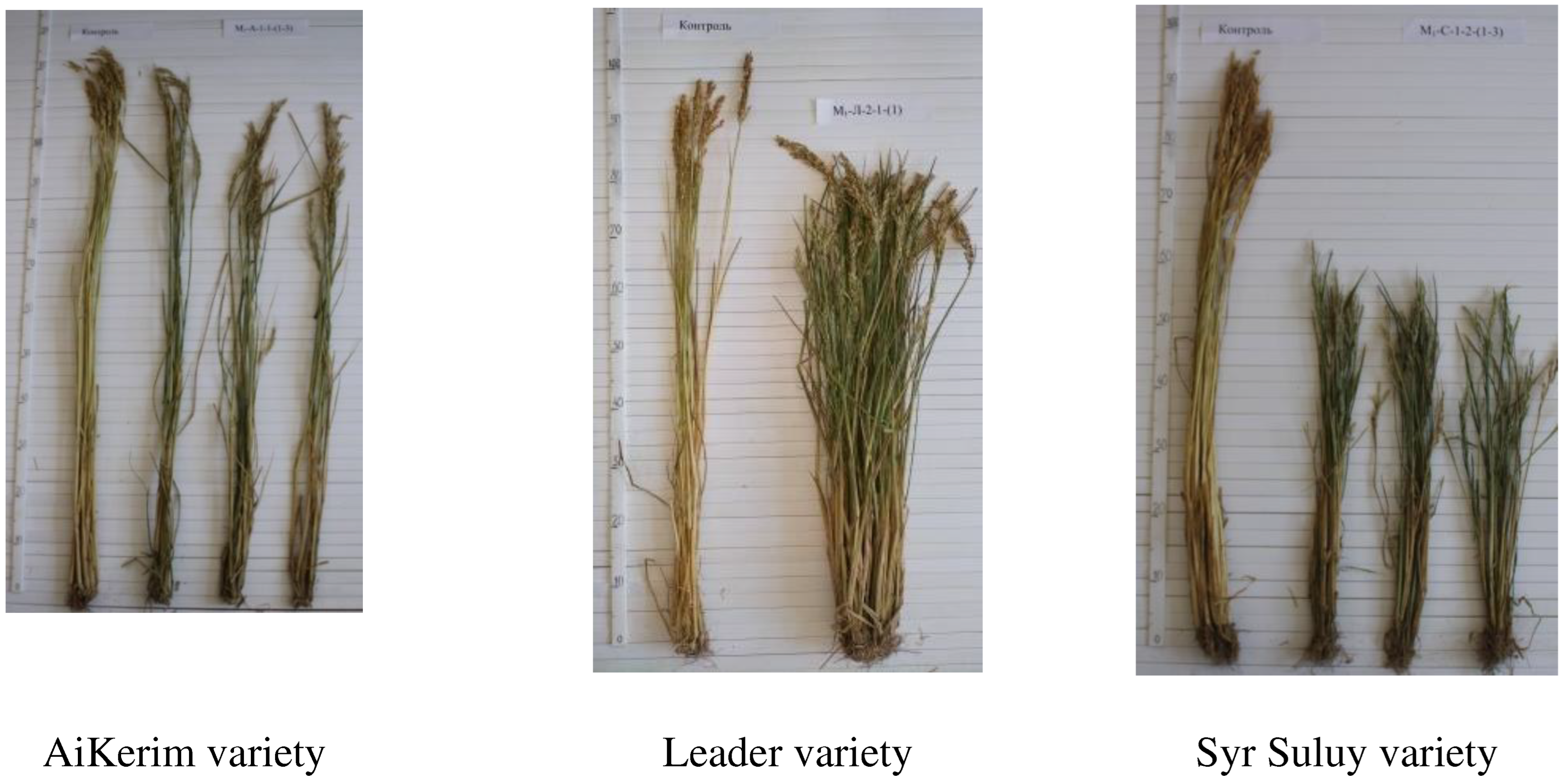 Preprints 69738 g001