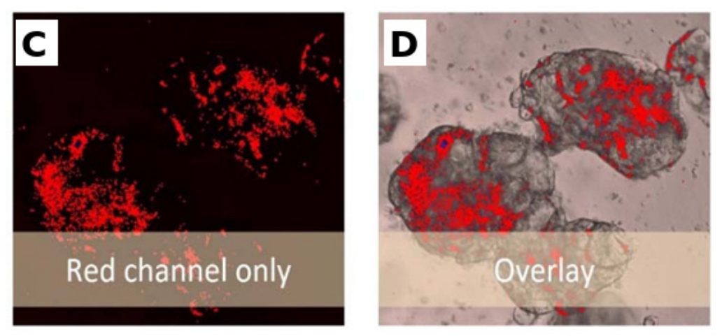 Preprints 237404 g001b