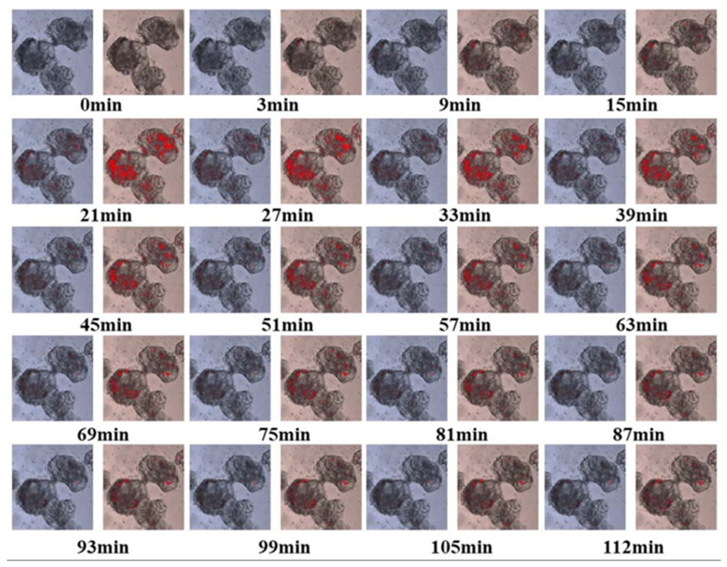 Preprints 237404 g002 Preprints 237404 g002