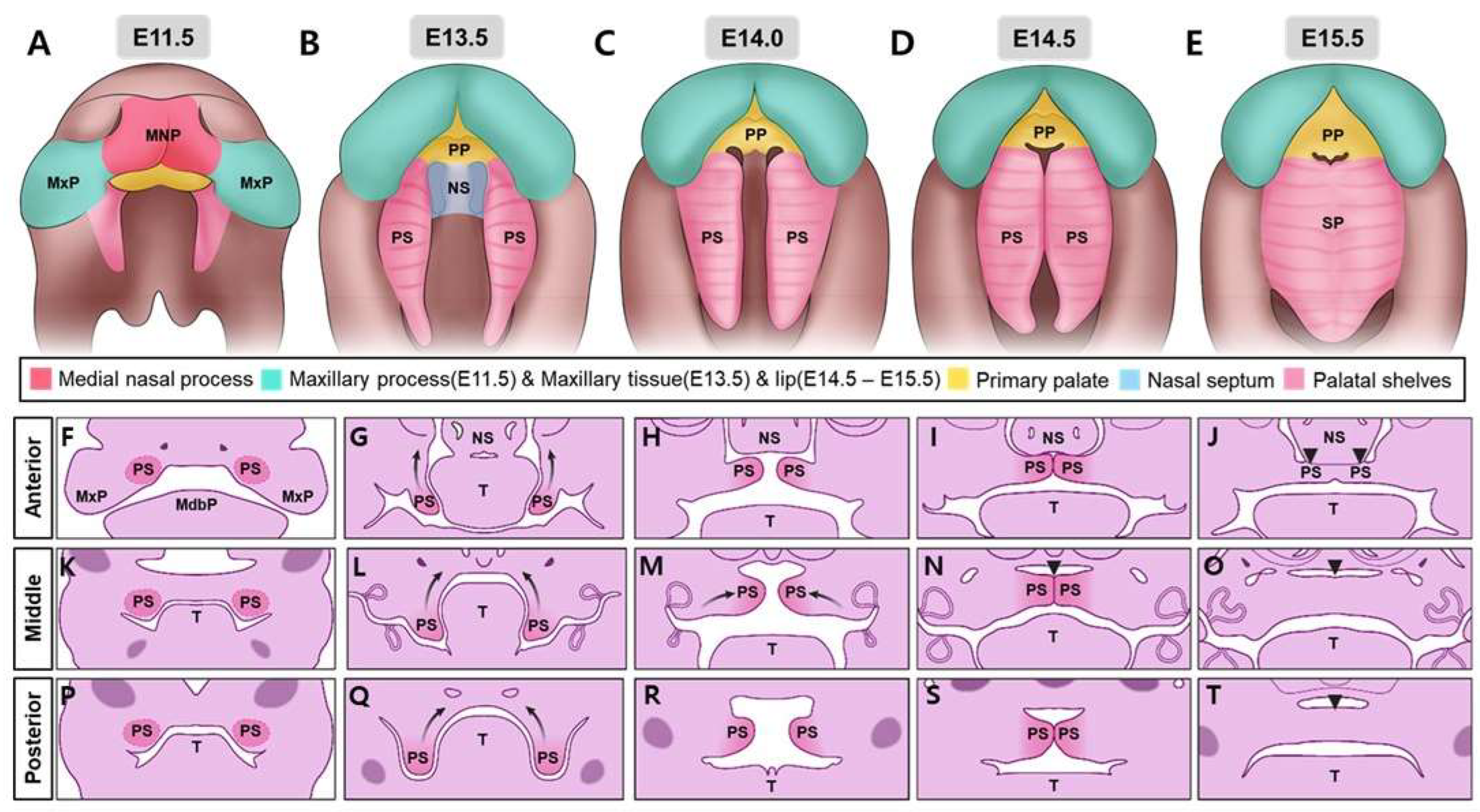 Preprints 146009 g001