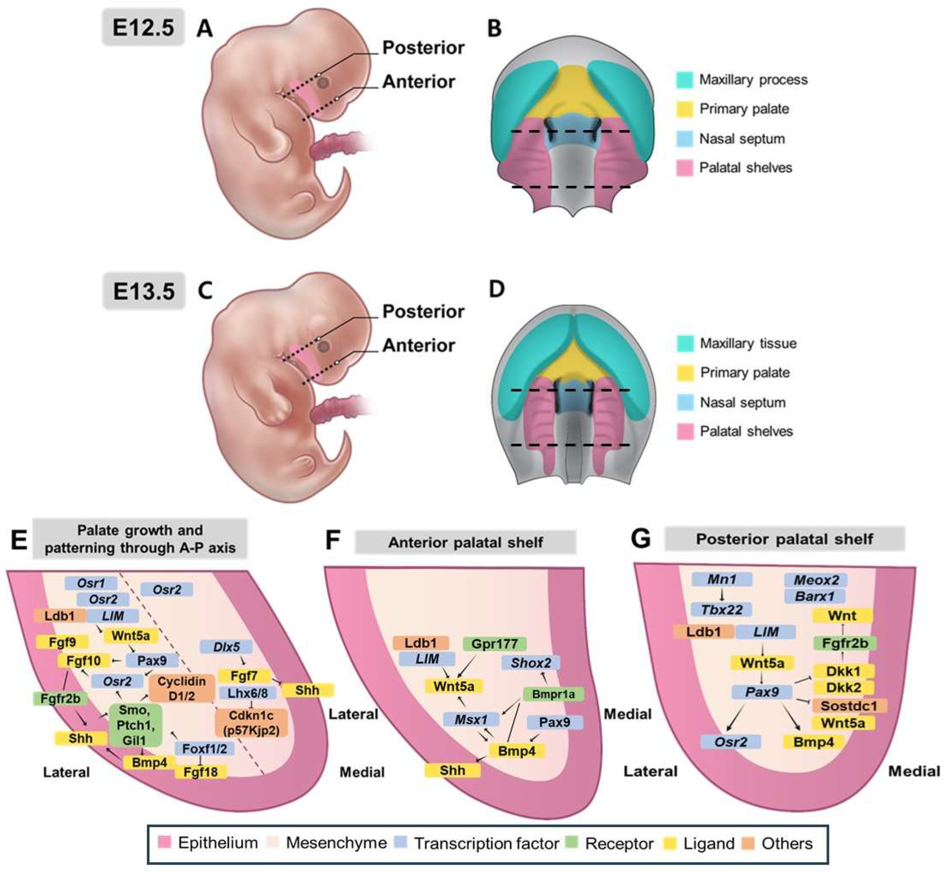 Preprints 146009 g003