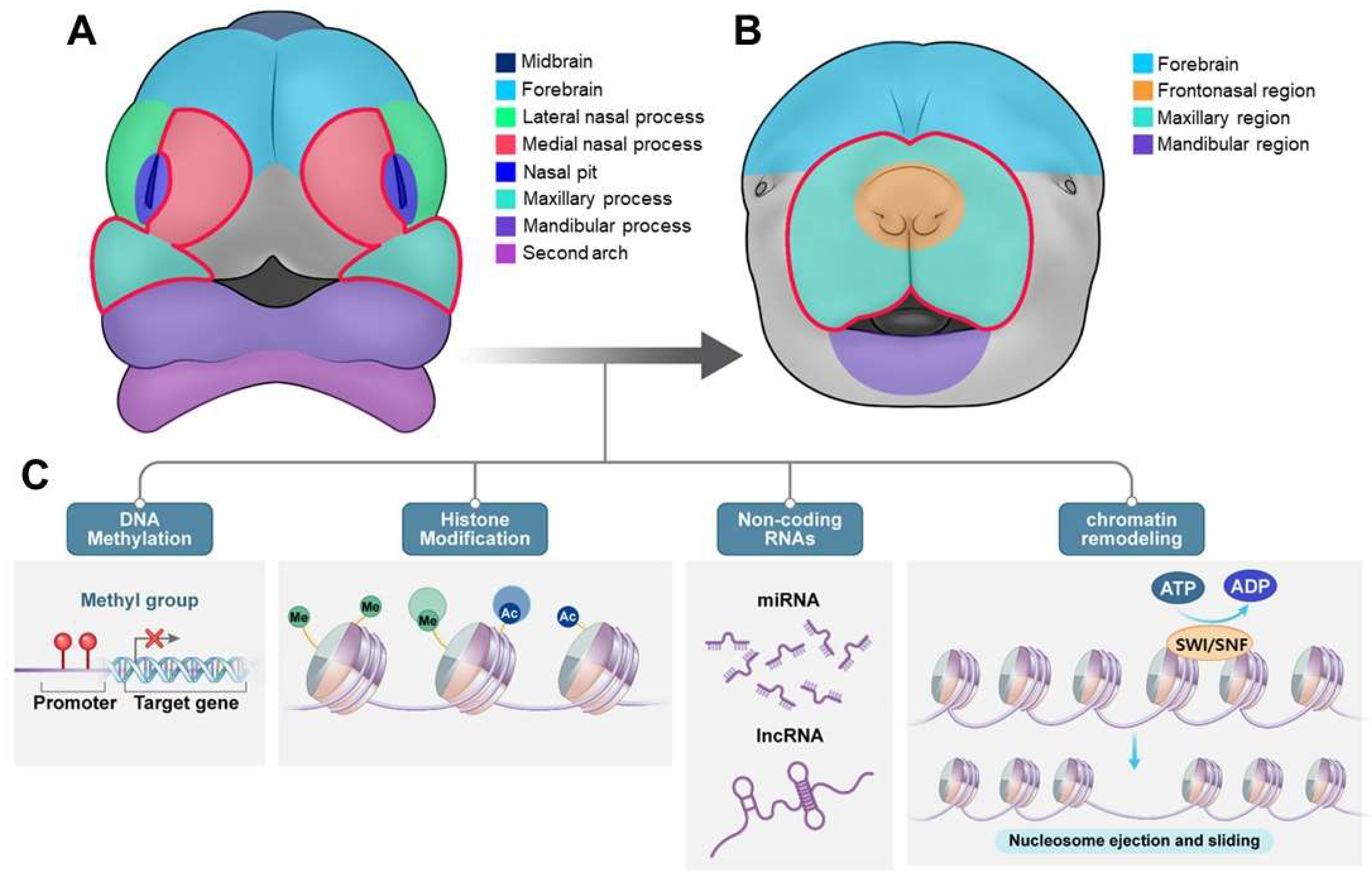 Preprints 146009 g005