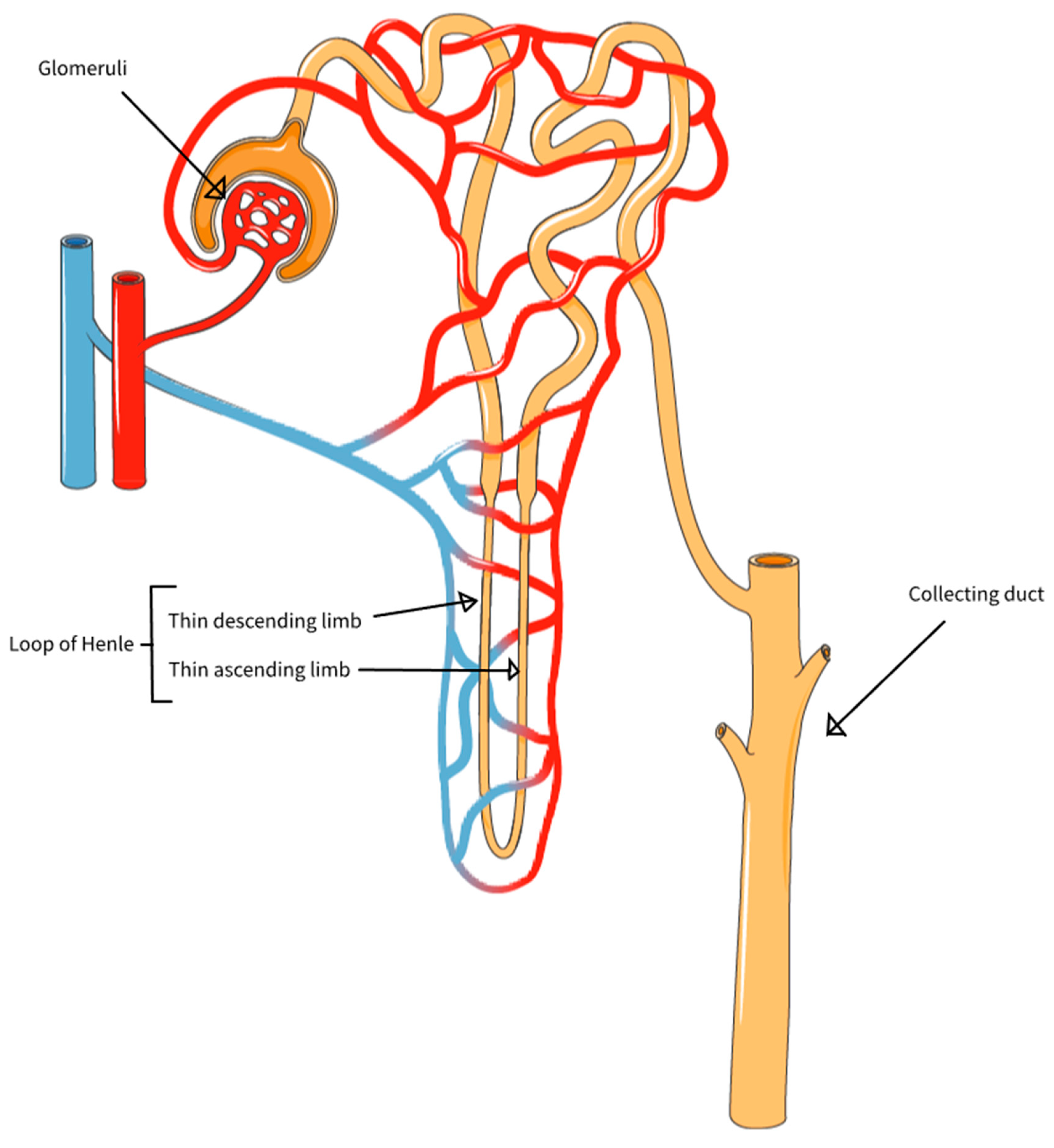 Preprints 165594 g004