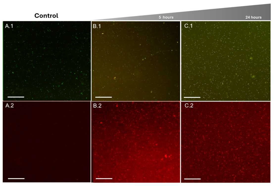 Preprints 231110 g003 Preprints 231110 g003