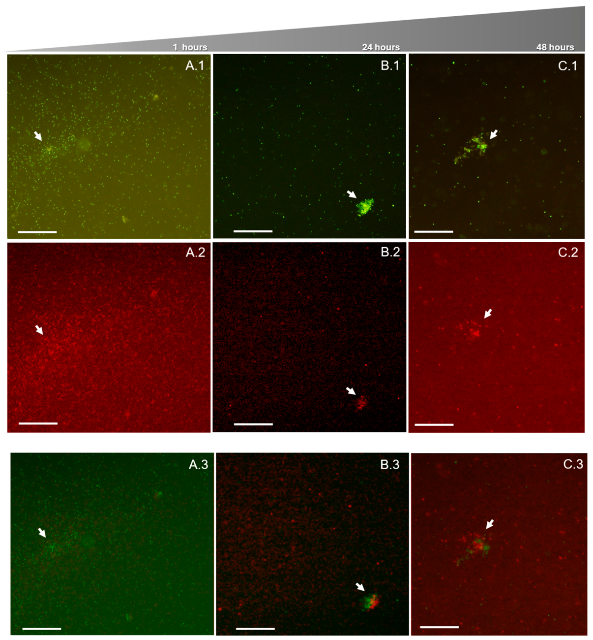 Preprints 231110 g004 Preprints 231110 g004