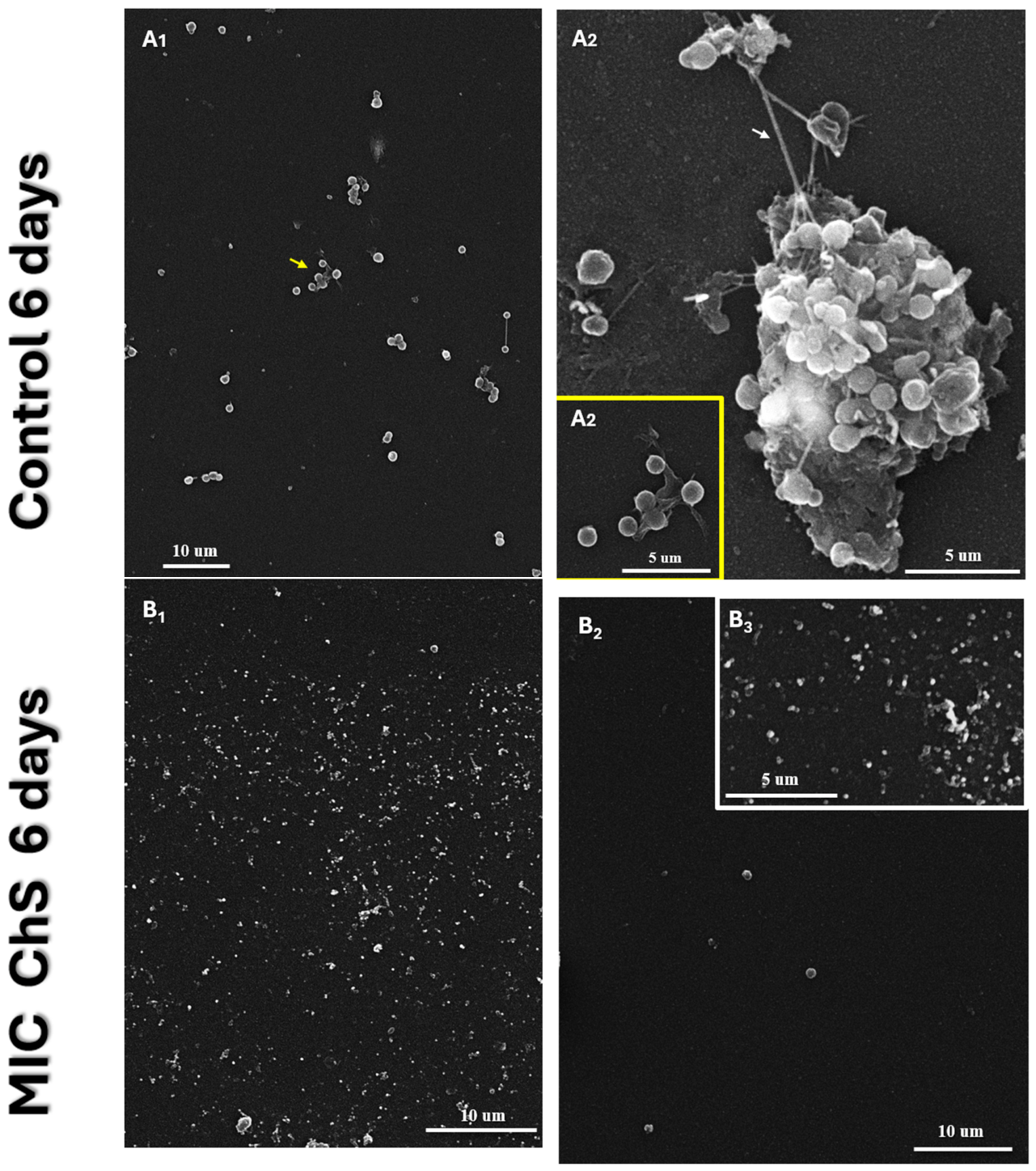 Preprints 231110 g008 Preprints 231110 g008