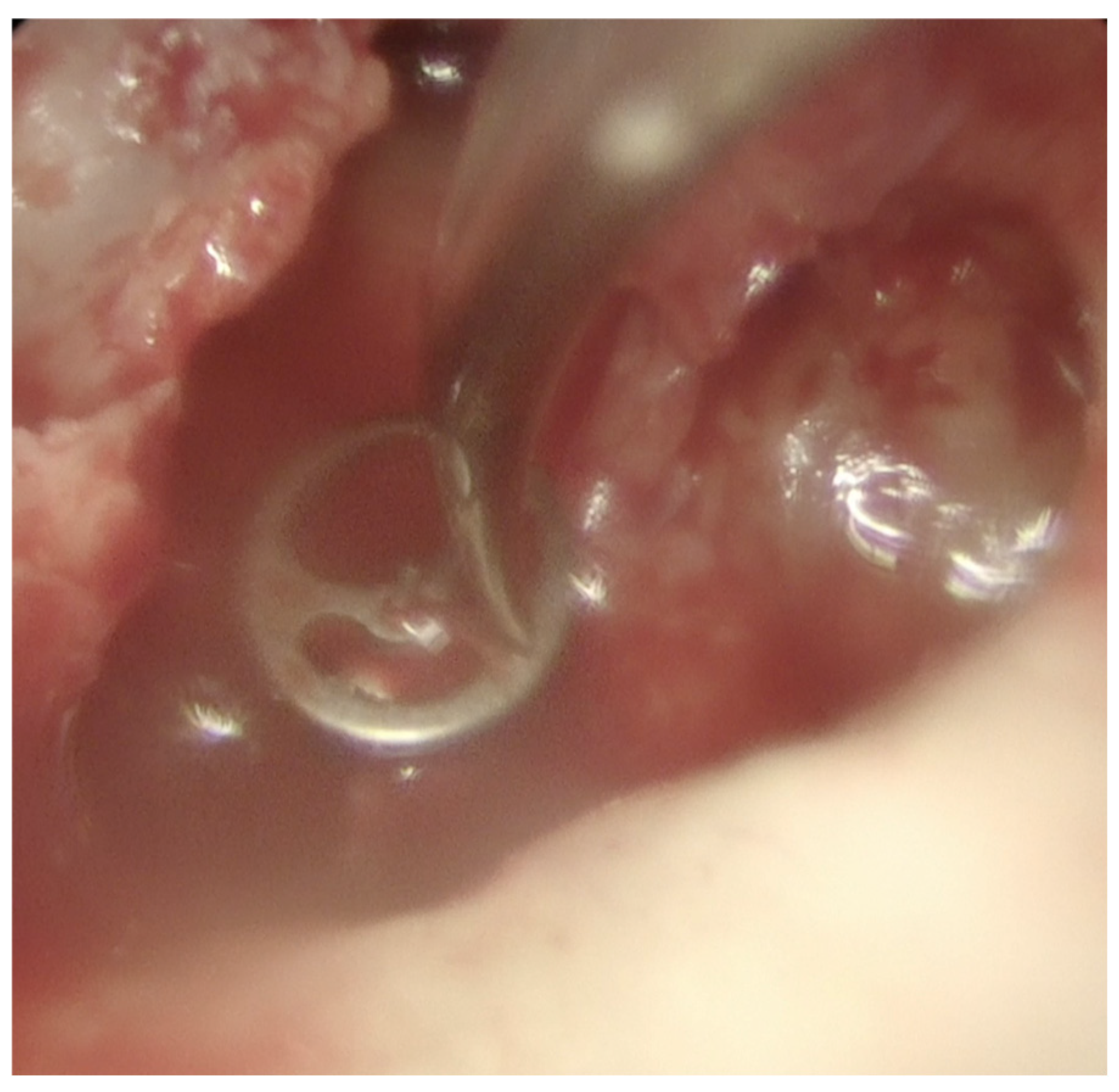 Preprints 176009 g004