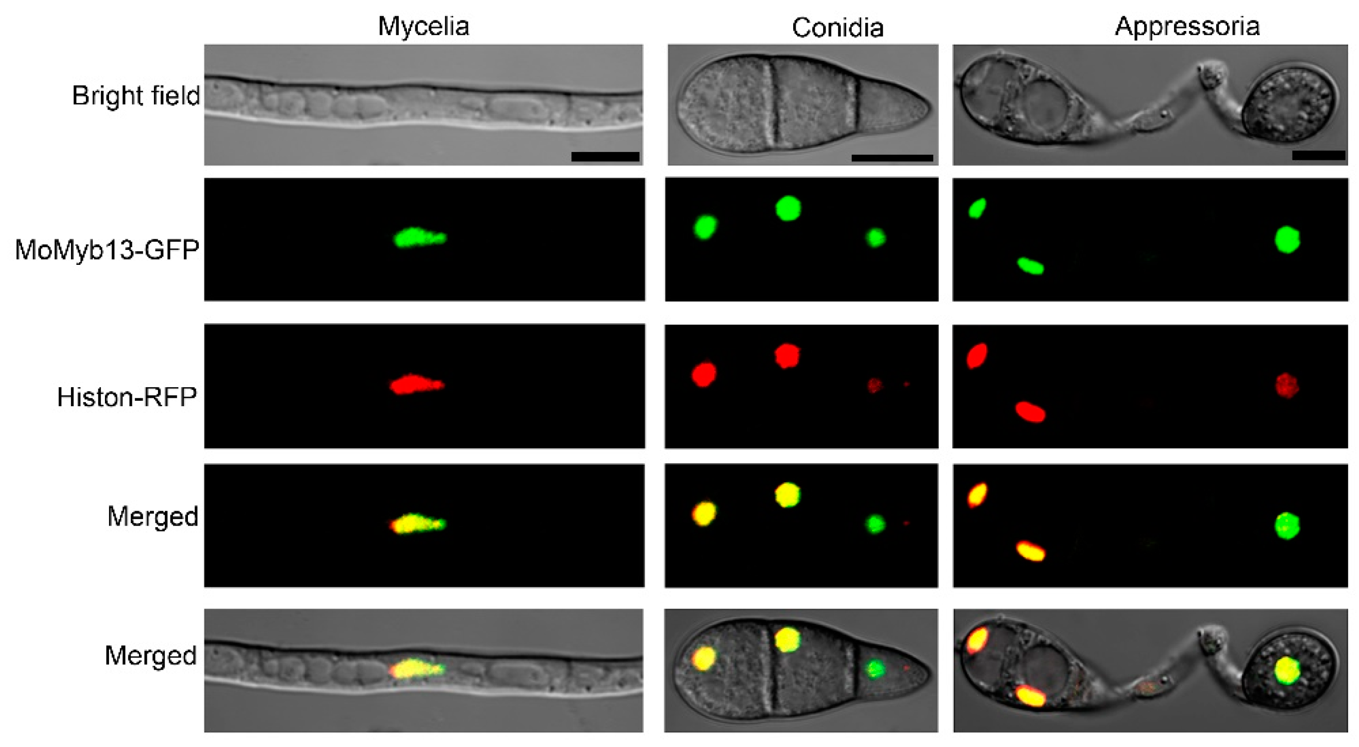 Preprints 95255 g002