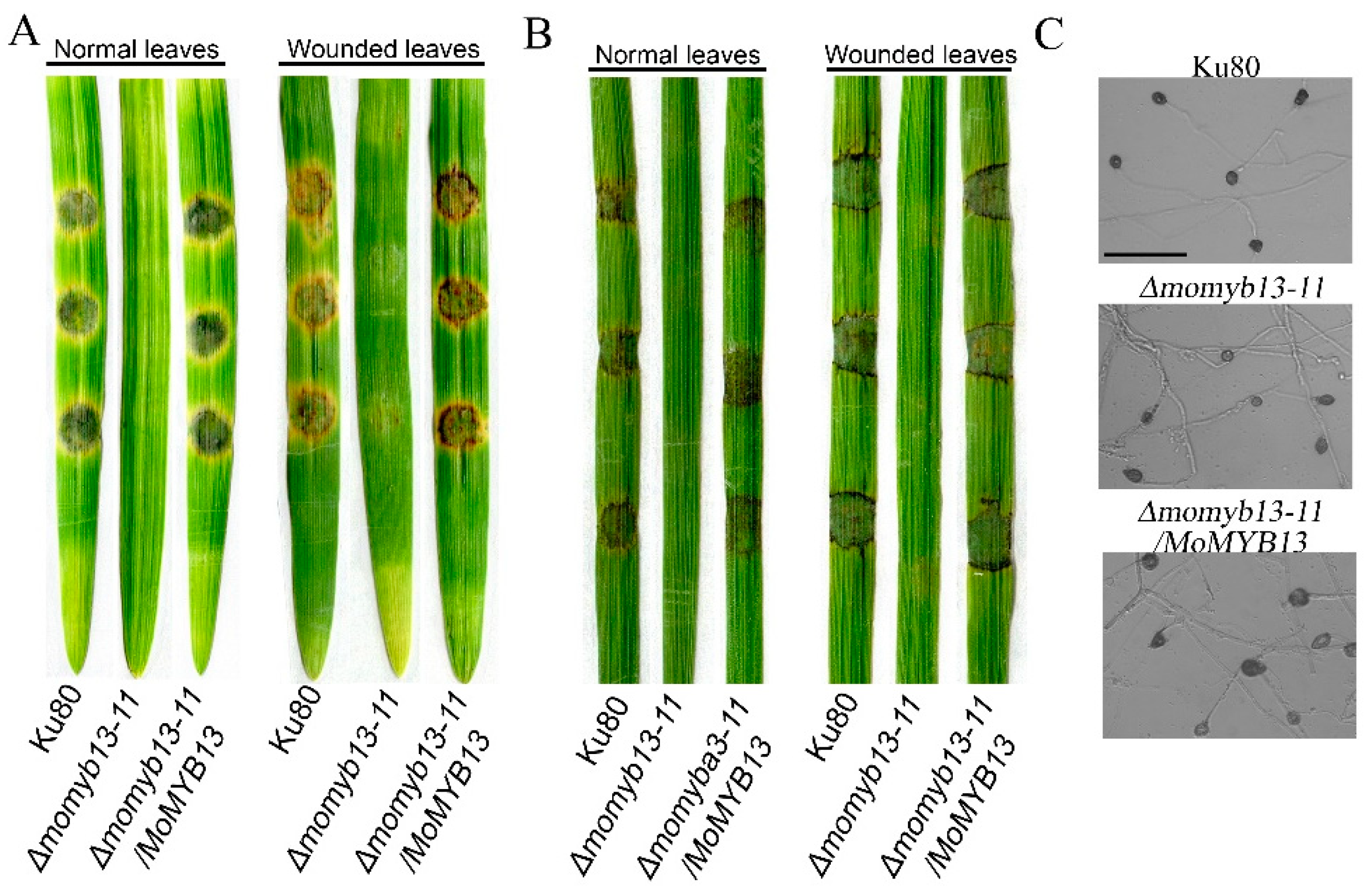 Preprints 95255 g005
