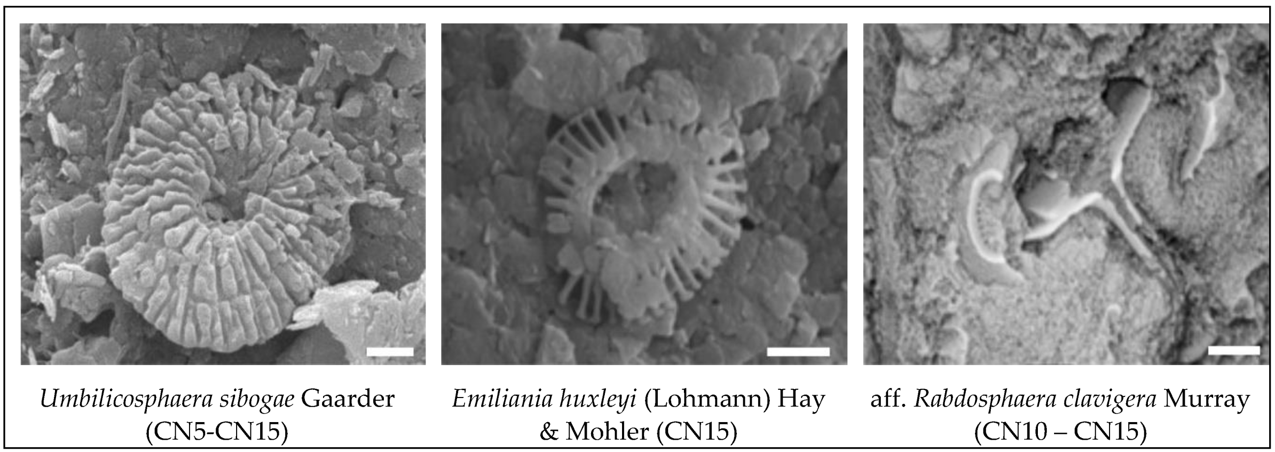 Preprints 115485 g006