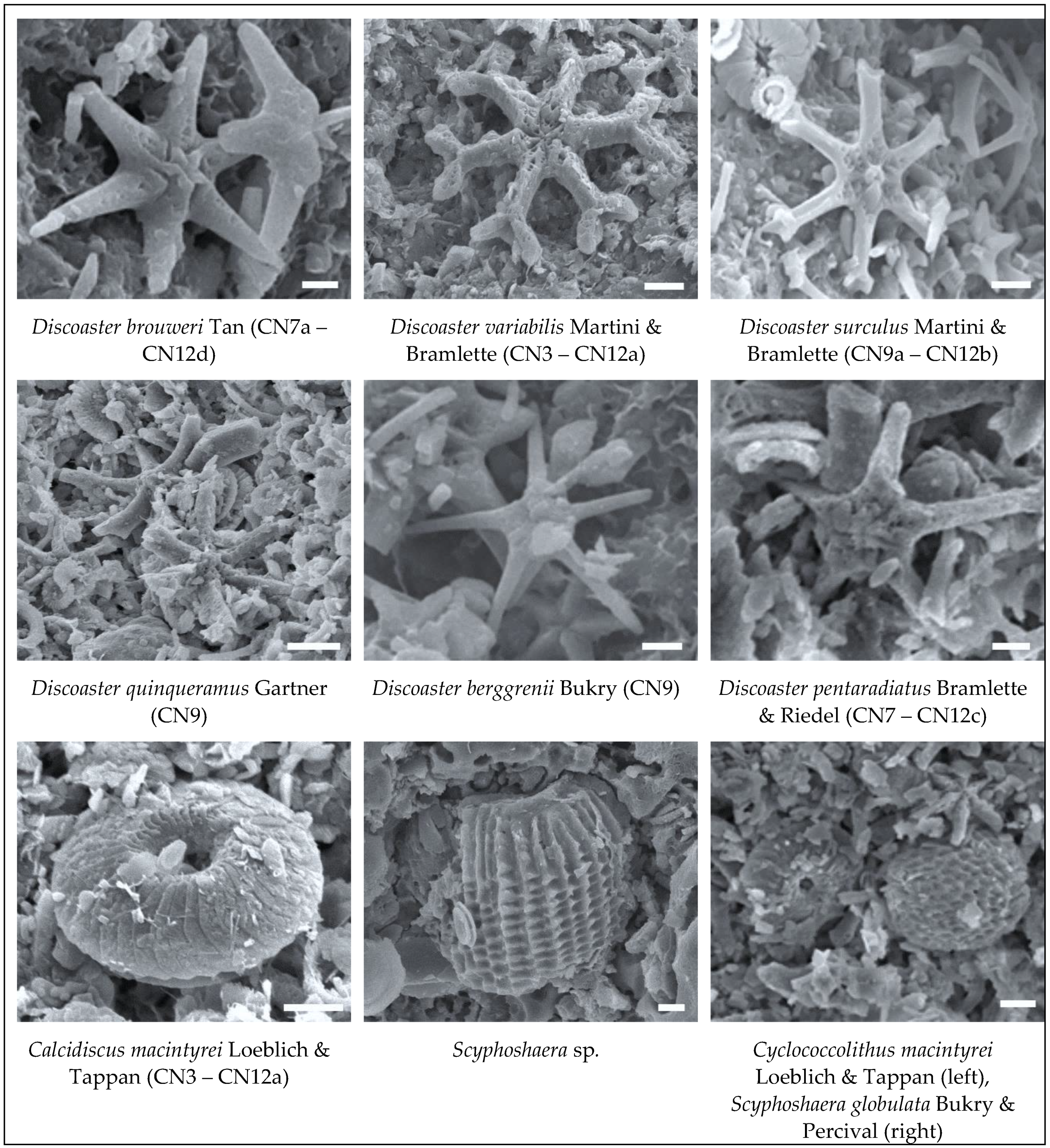 Preprints 115485 g007