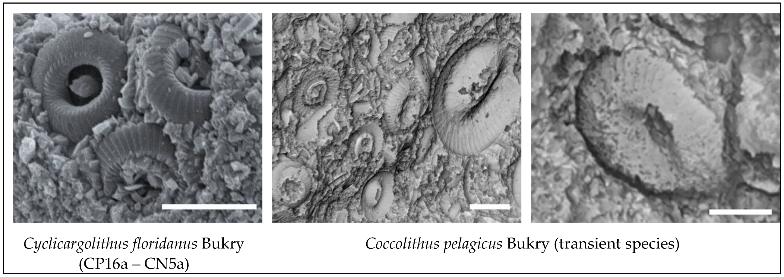 Preprints 115485 g009b