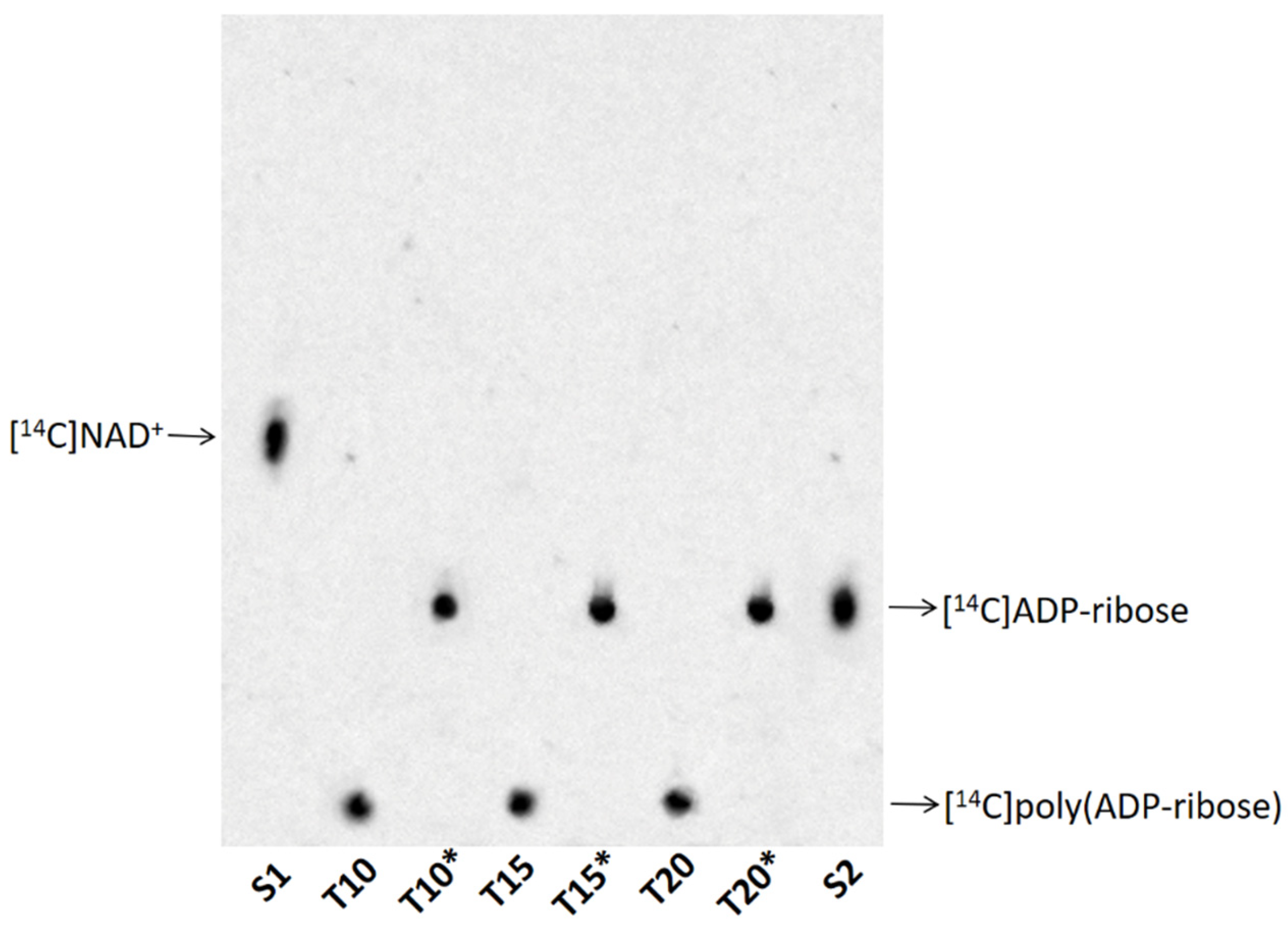 Preprints 169786 g003