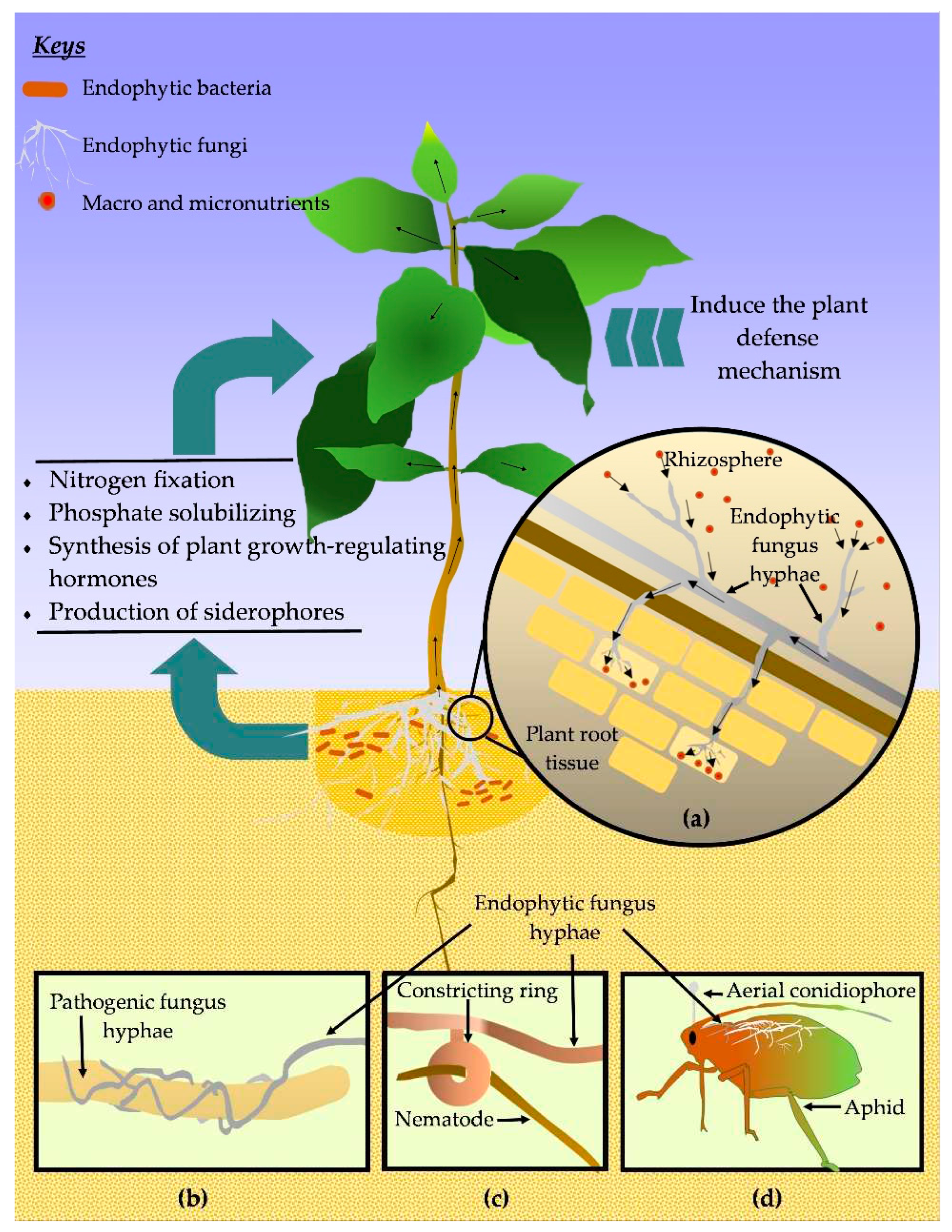 Preprints 74718 g004