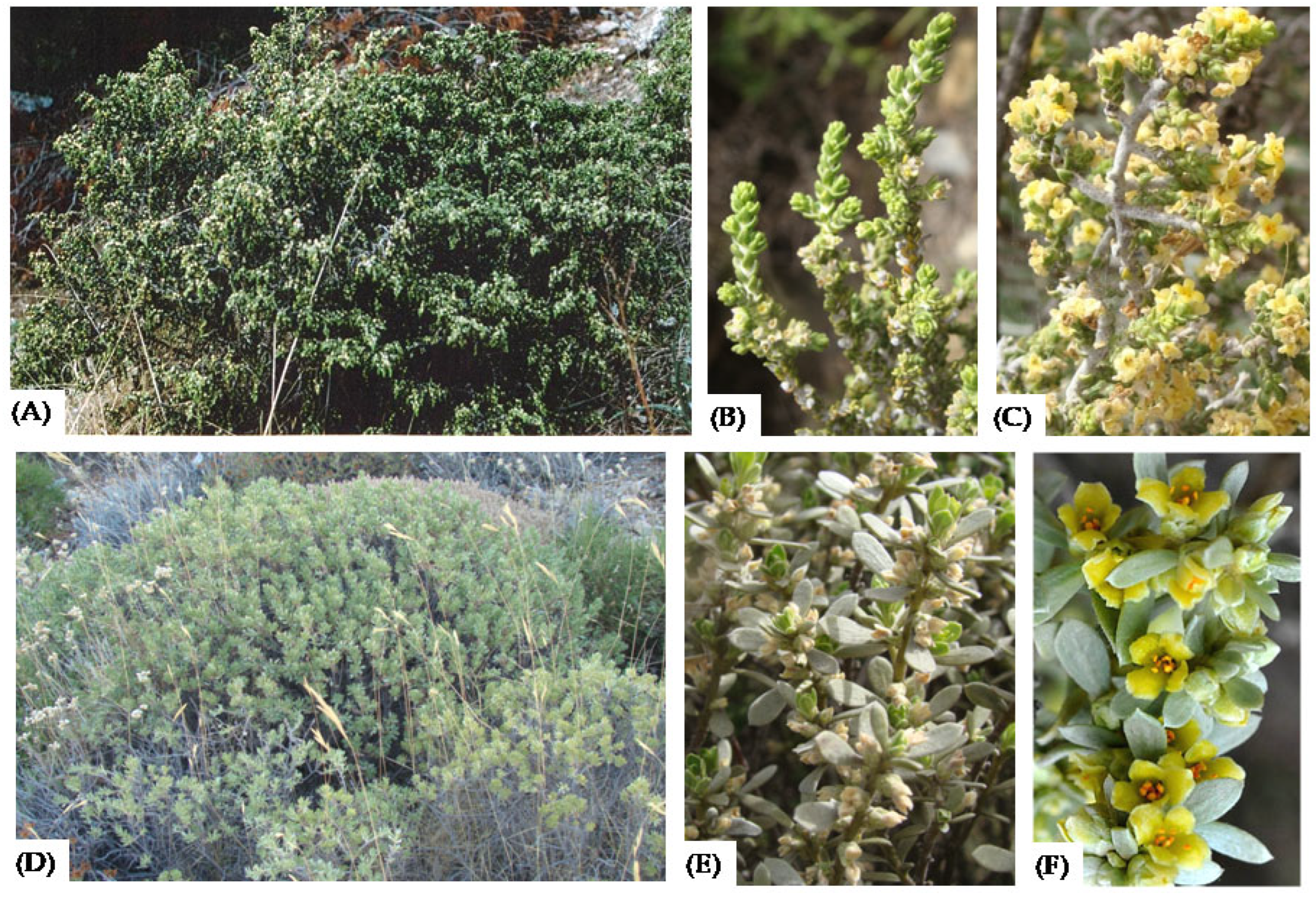 Preprints 162499 g001