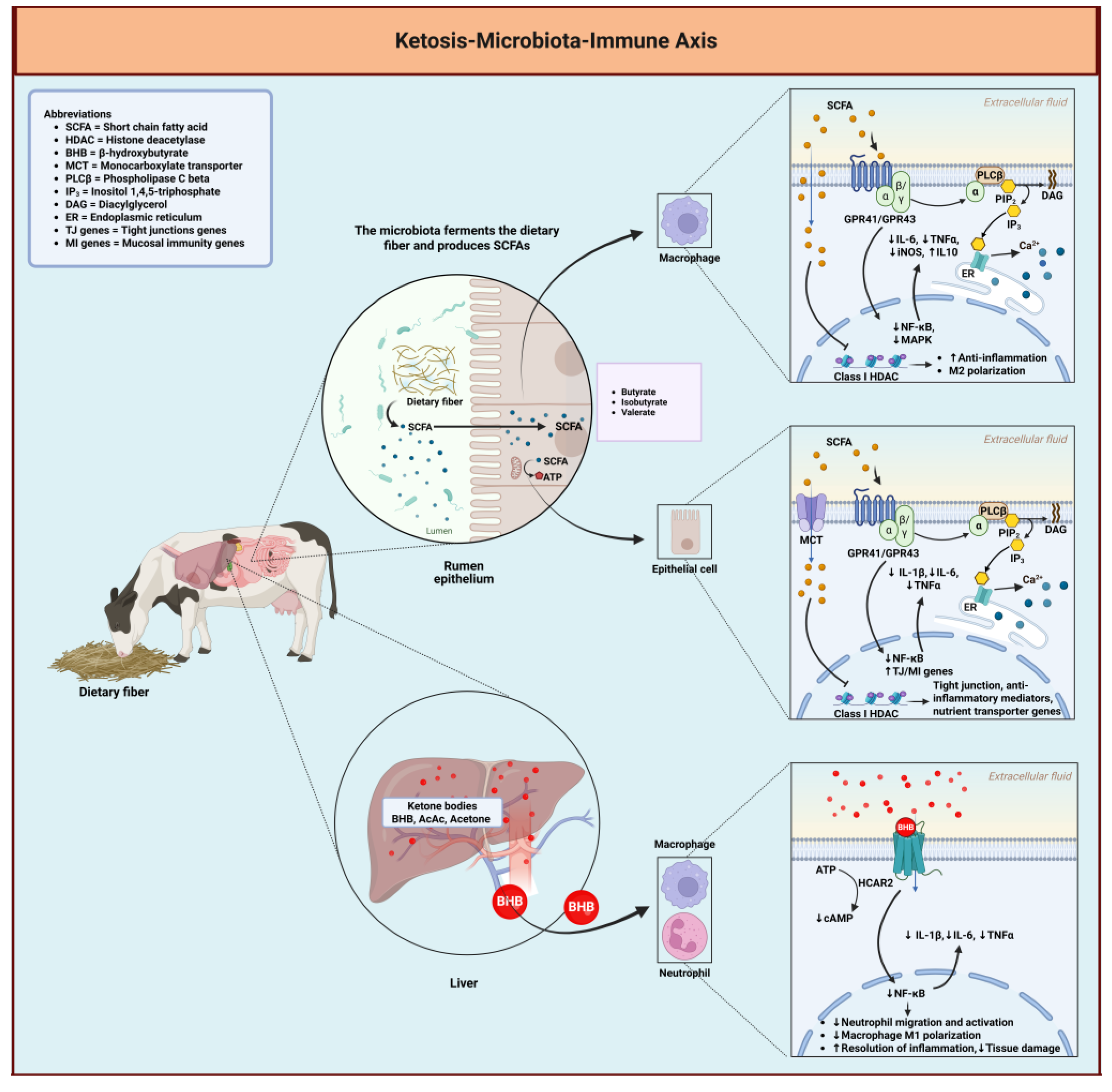 Preprints 185917 g011