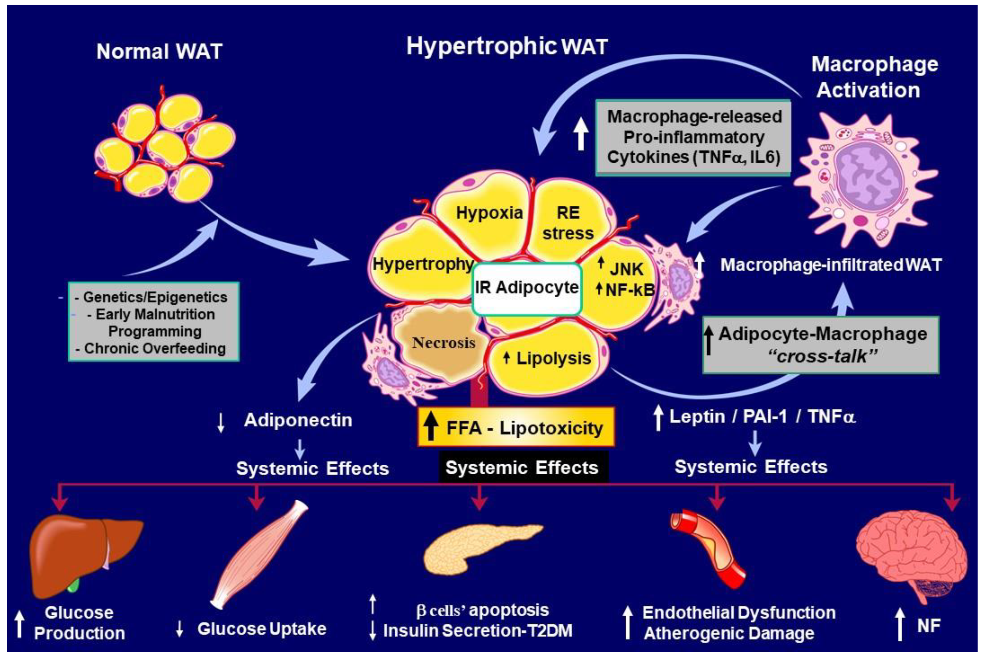 Preprints 114748 g002