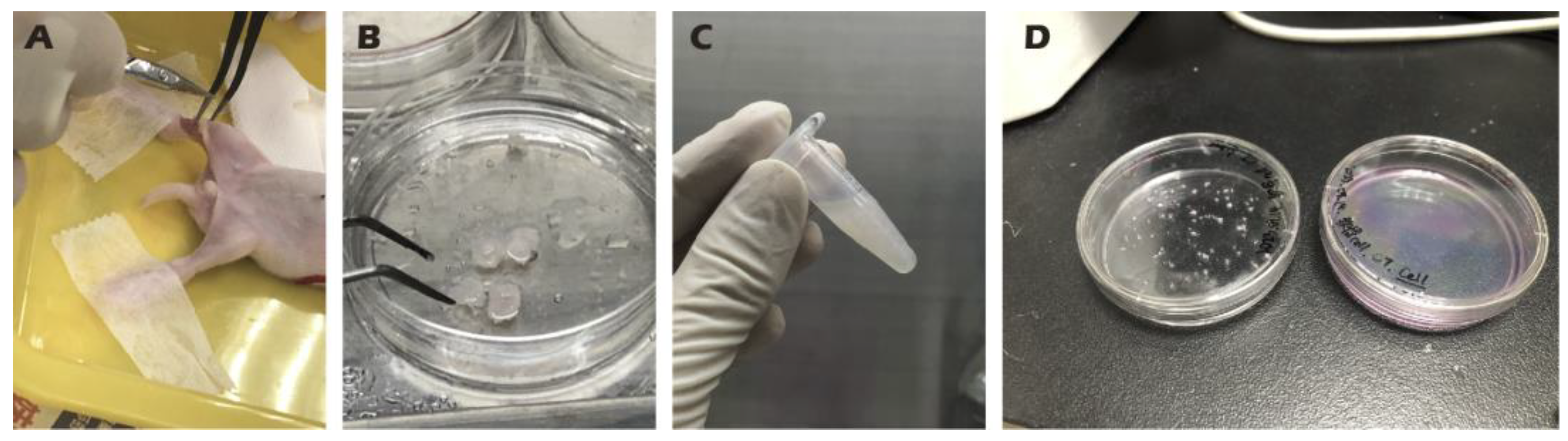 Preprints 182094 g002
