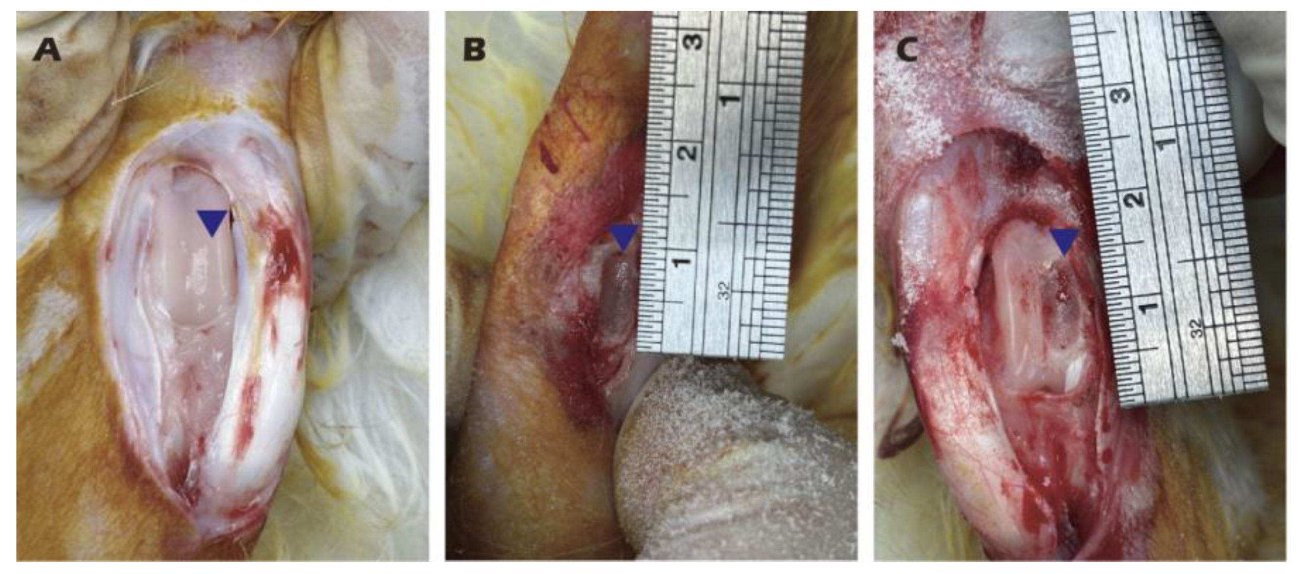 Preprints 182094 g003