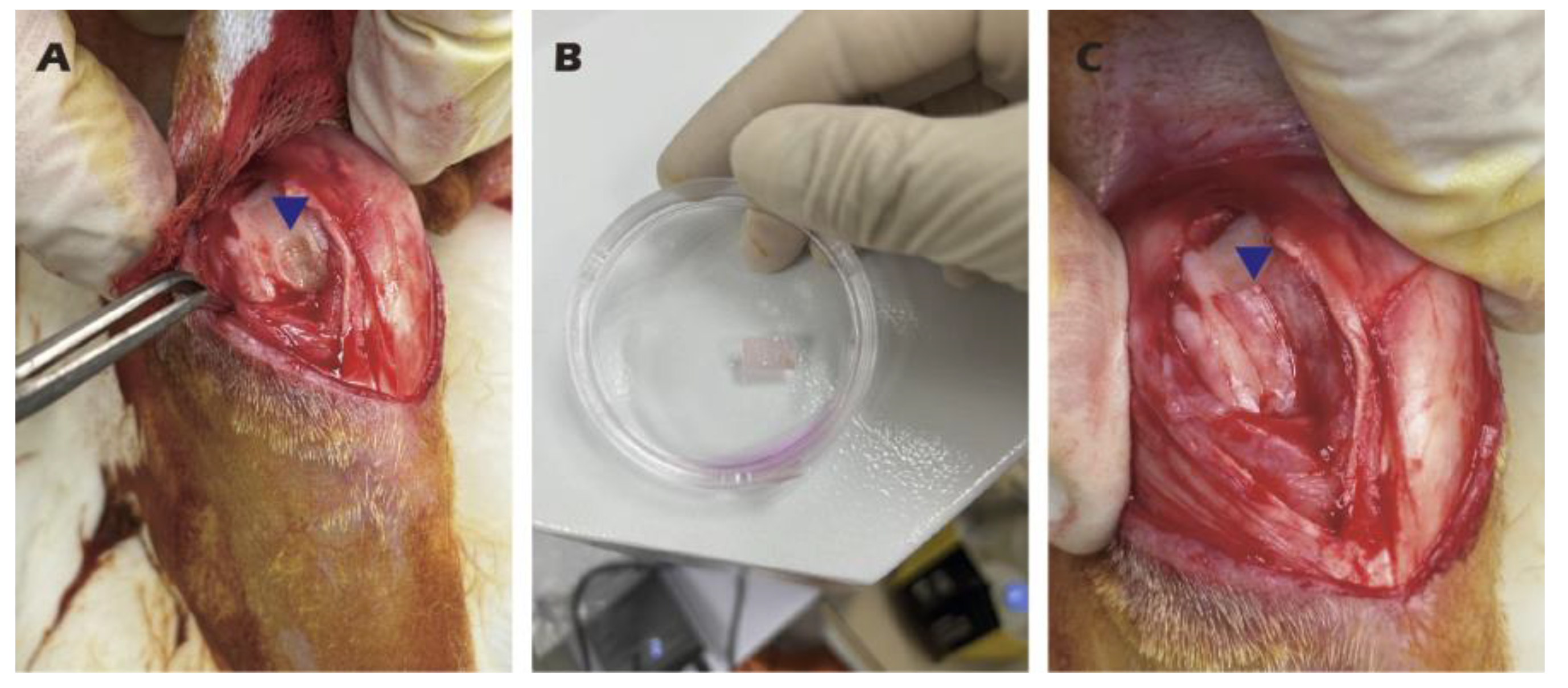 Preprints 182094 g004