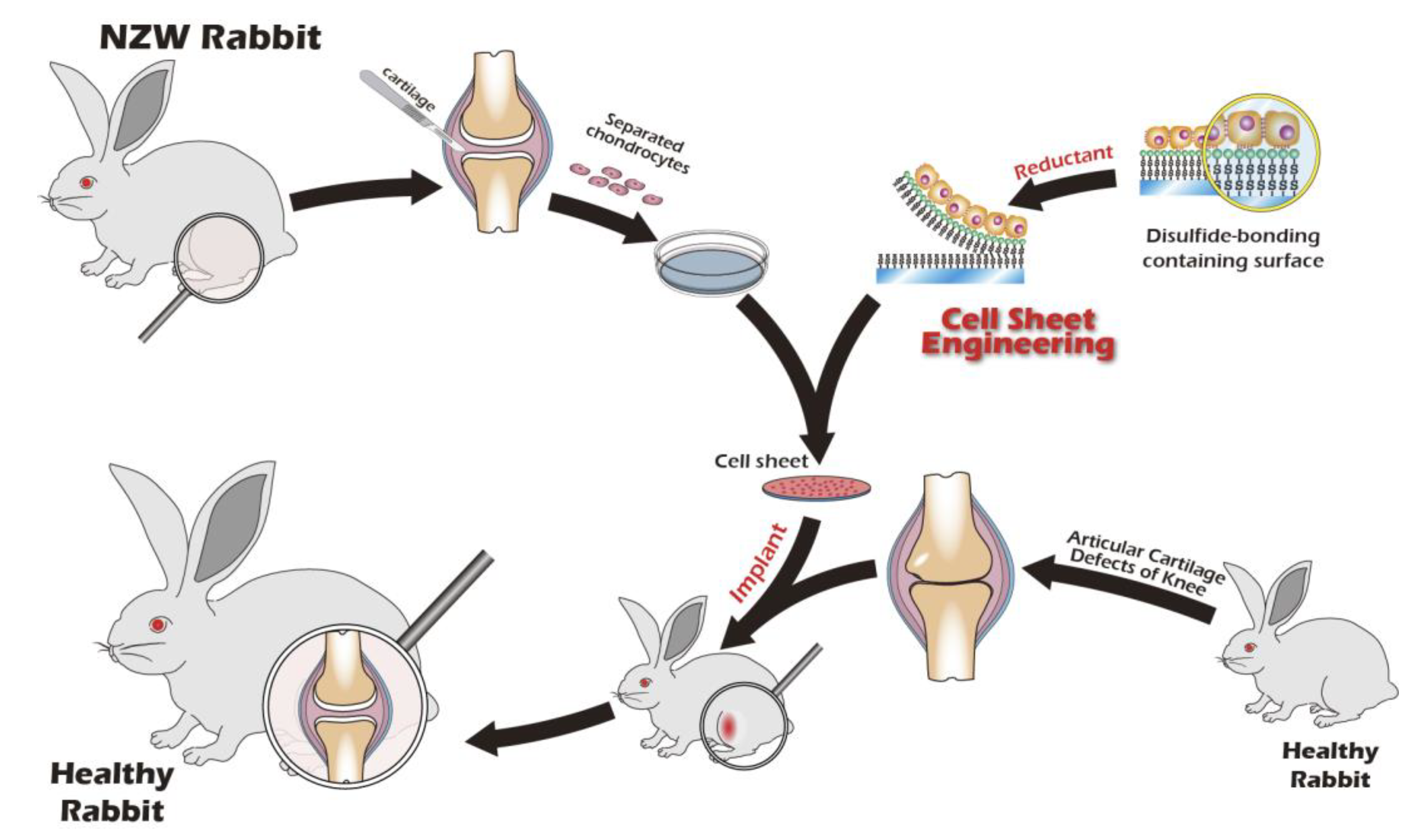 Preprints 182094 g005