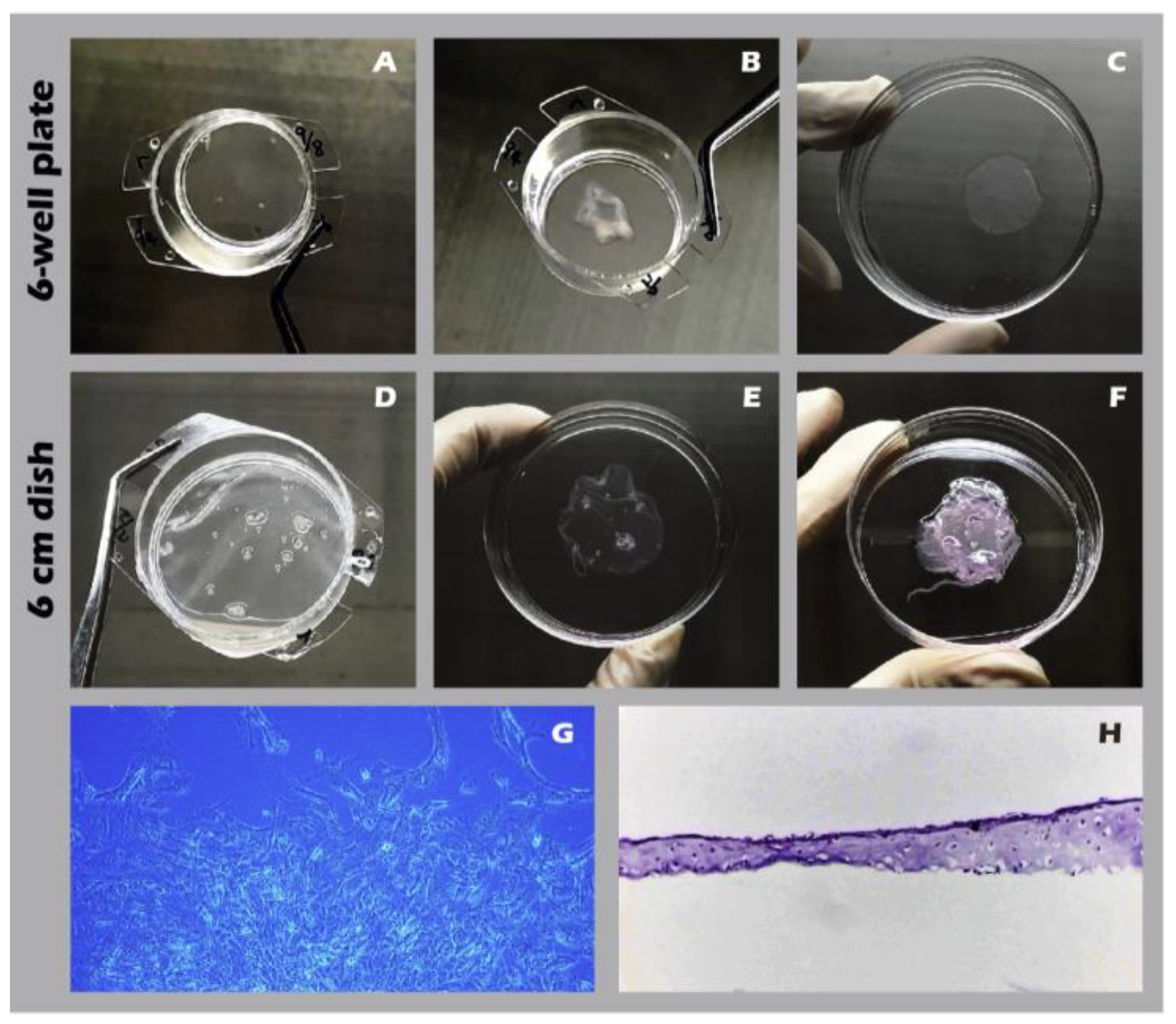 Preprints 182094 g014