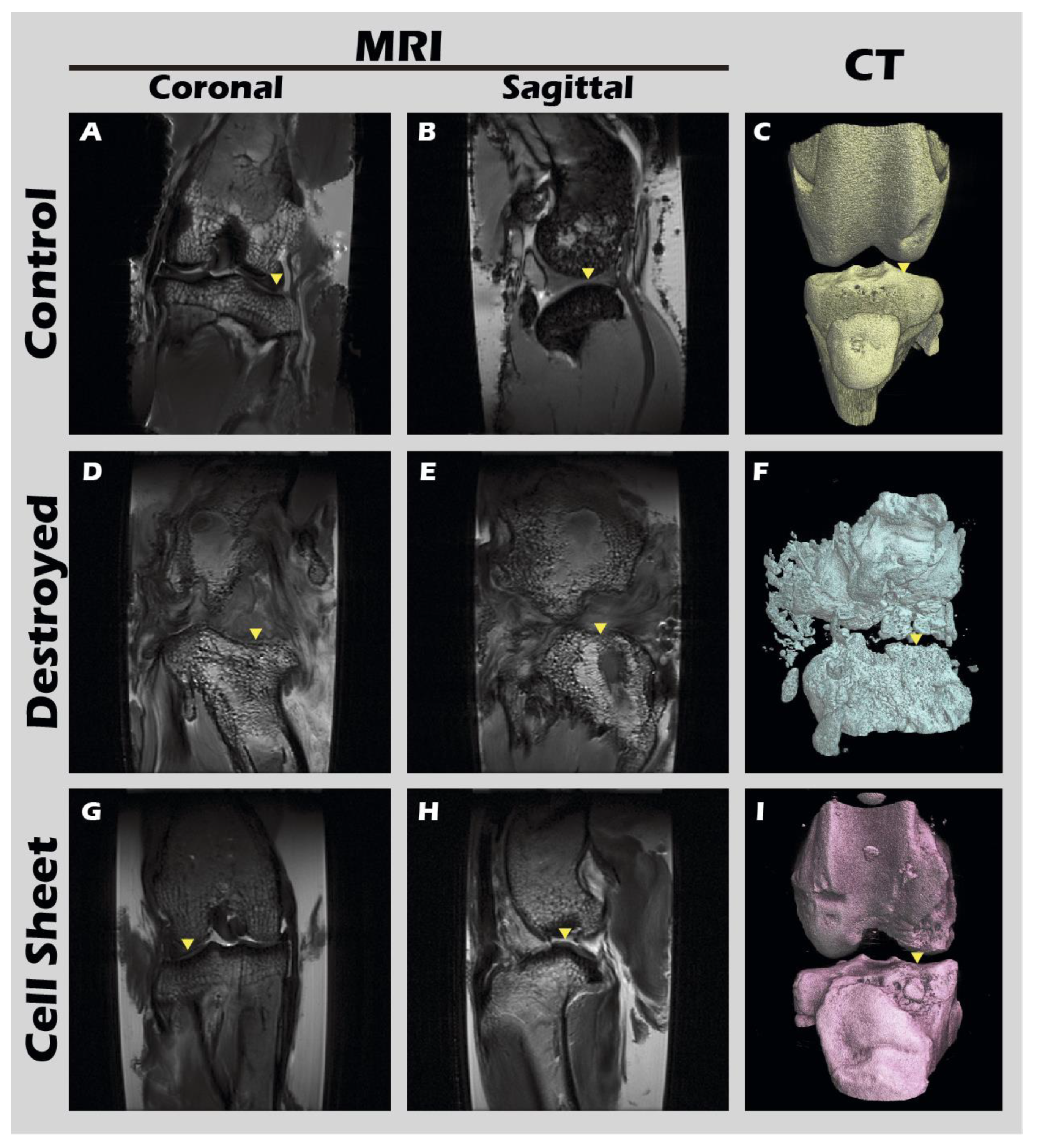 Preprints 182094 g017